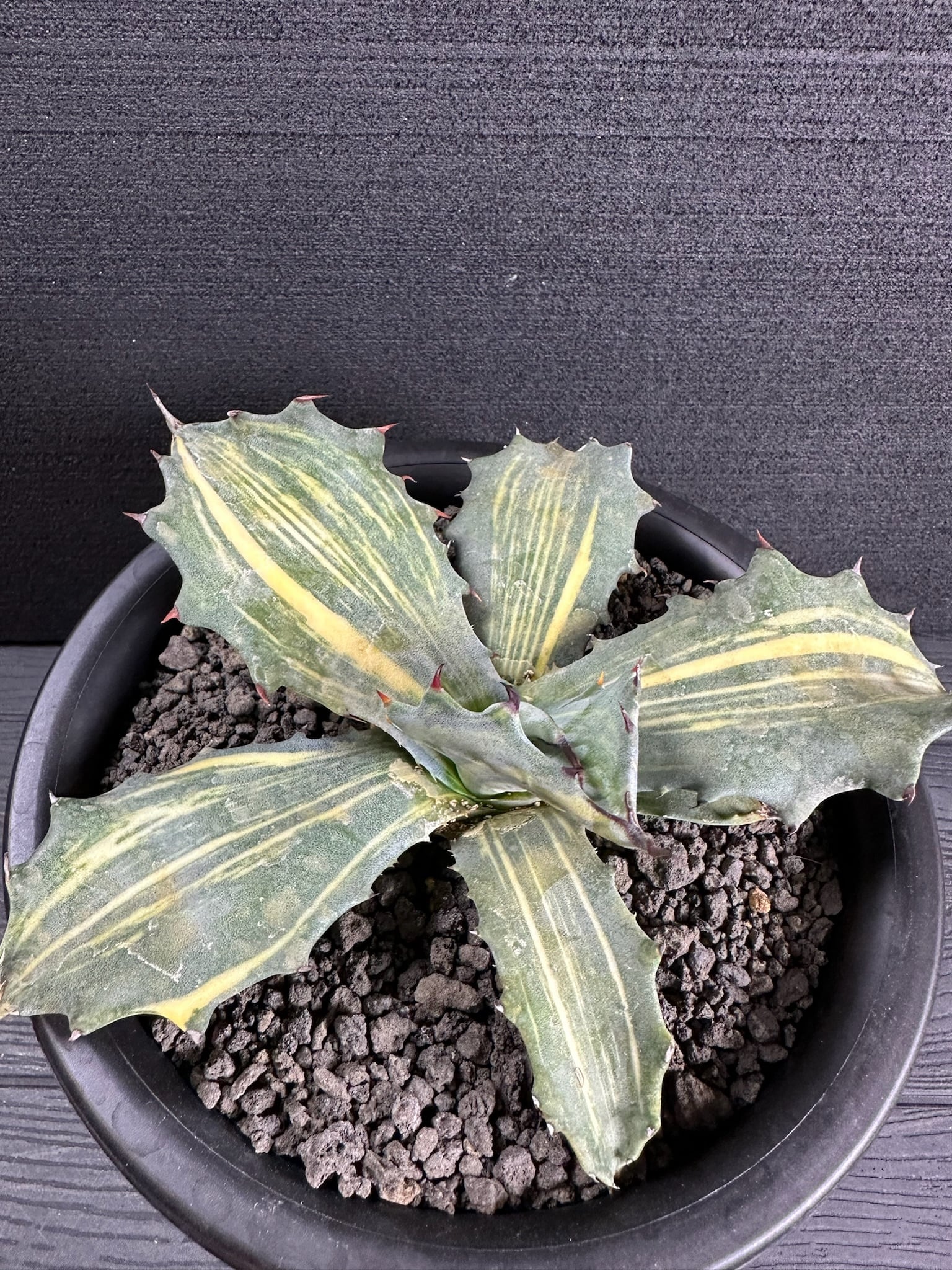 324 アガベ サルミアナ フェロックス（黄縞斑) Agave Salmiana ferox