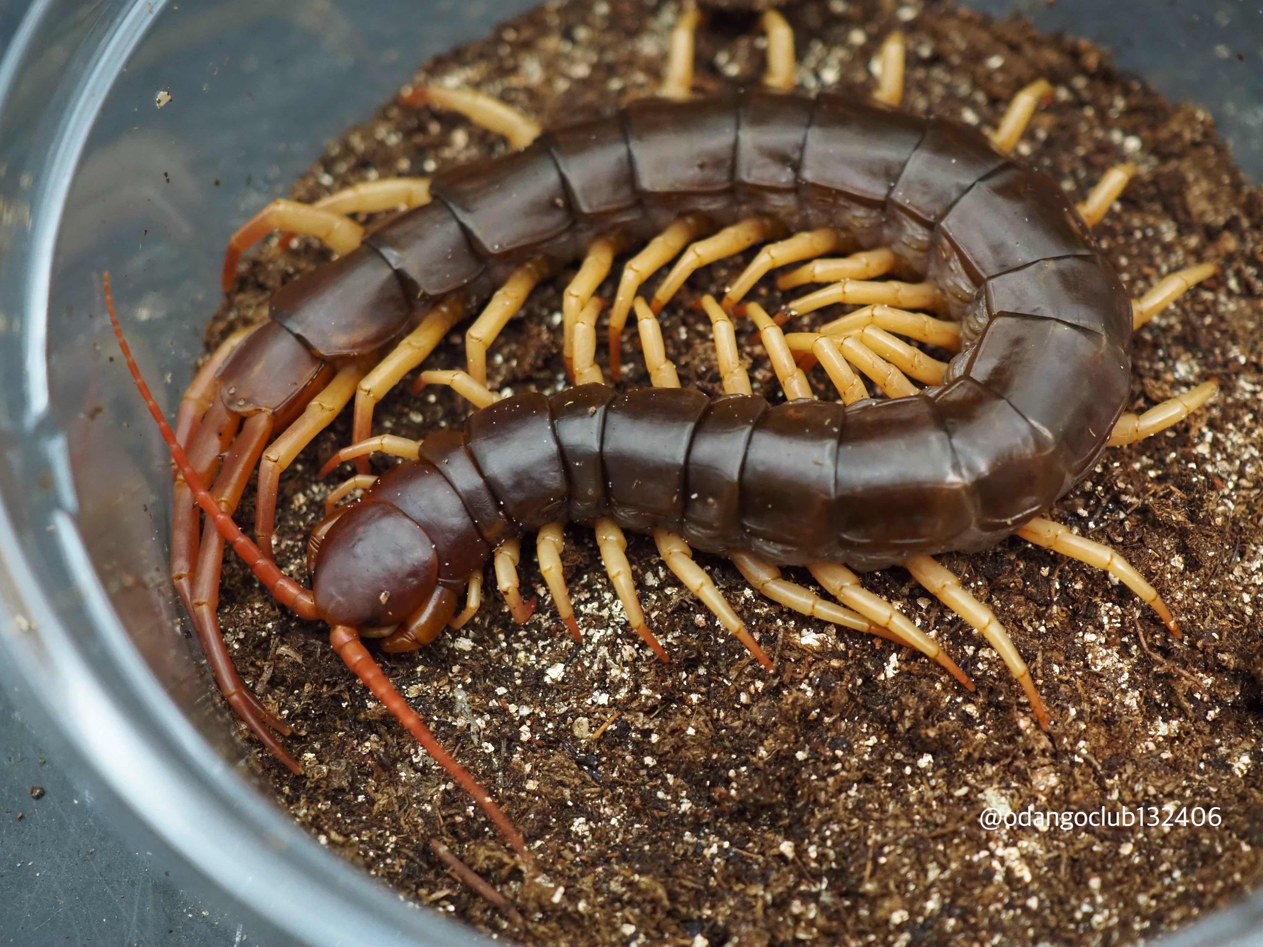 西表島産 クロカタゾウムシ 1匹 | おだんごくらぶ