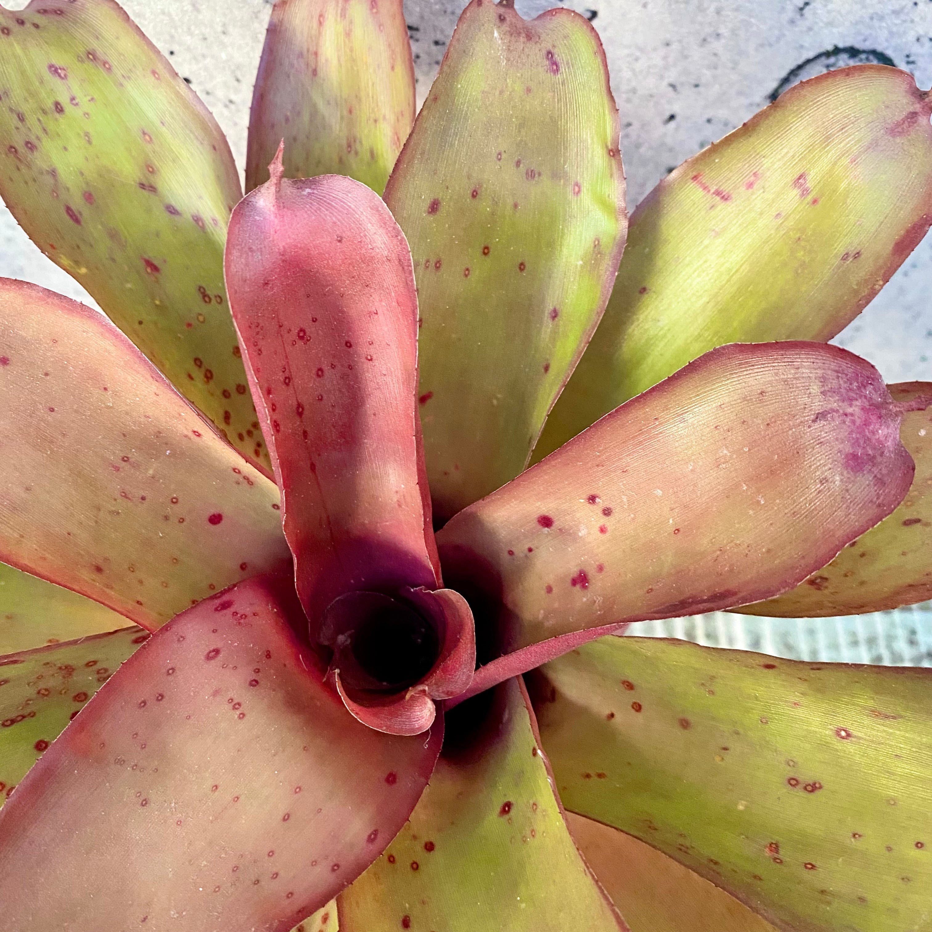 タンクブロメリア | Planet Plants プラネットプランツ