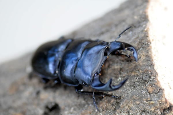 川西産オオクワガタ成虫ペア 2025年新成虫78 | 昆虫専門店ホビー倶楽部