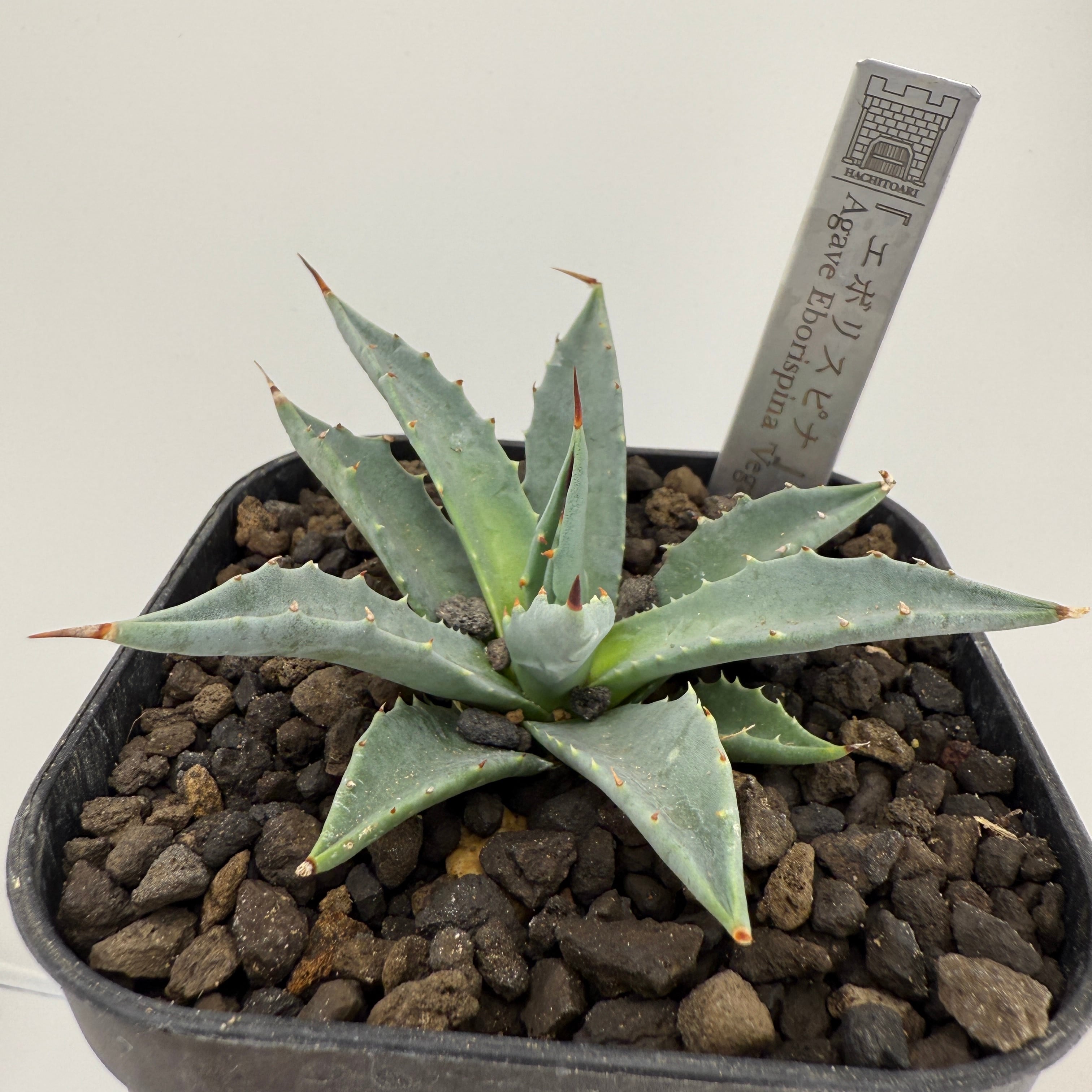 No.13 エボリスピナ Agave utahensis var. eborispina 'Vegas'