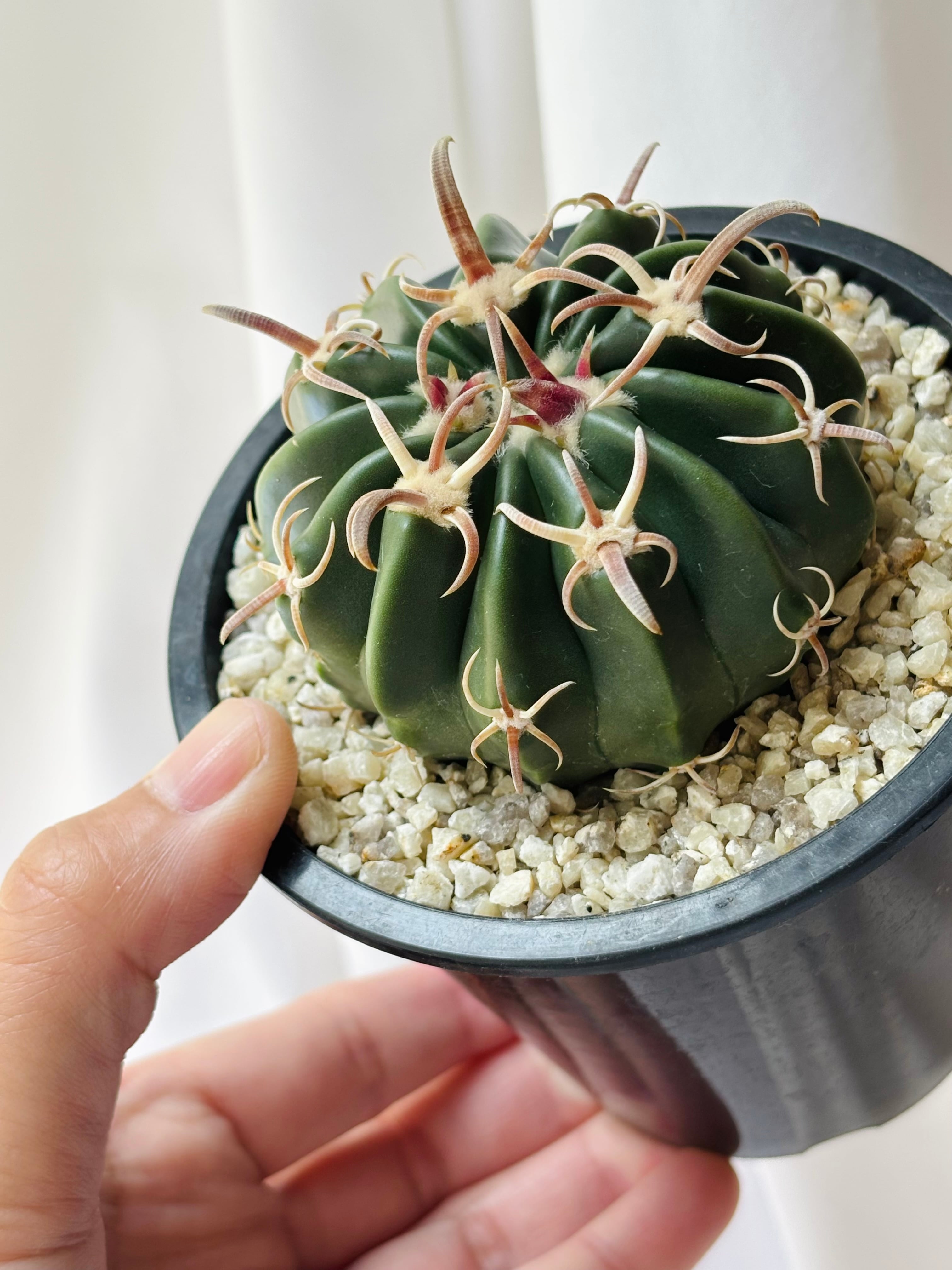 Echinocactus texensis エキノカクタス 綾波 武蔵 サボテン | plants