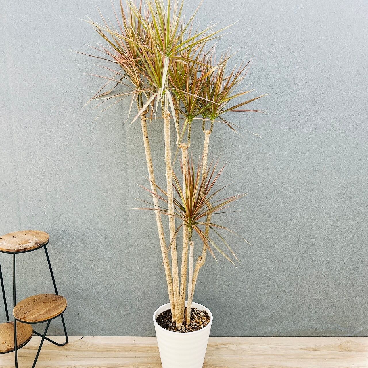 現品］【希少】☆初出品☆ 92番 シェフレラ アナ 7号 観葉植物 室内