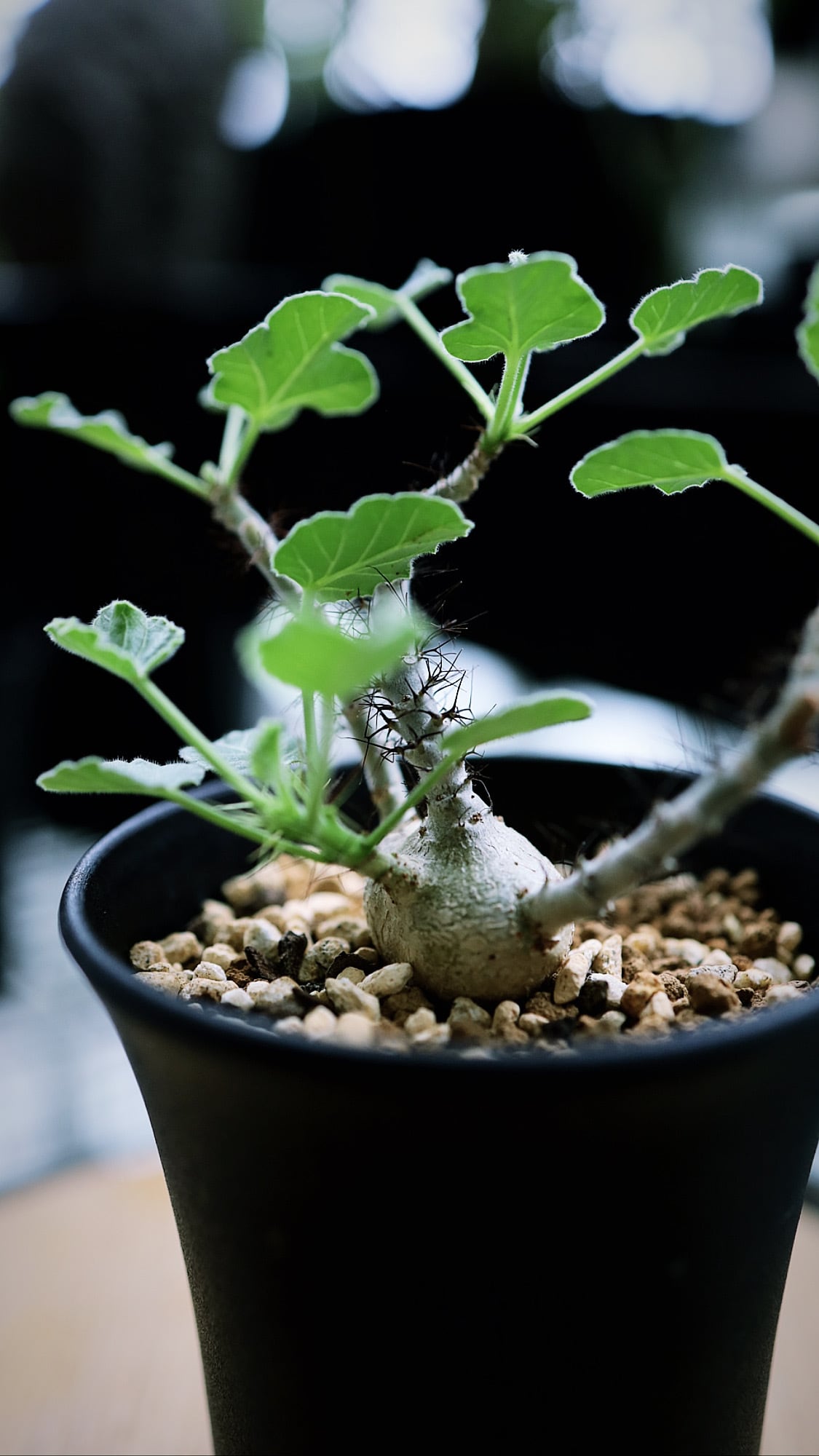 ヤトロファ マルギナータパキプスパキポディウム塊根植物 ヤトロファ マルギナータパキプスパキポディウム塊根植物