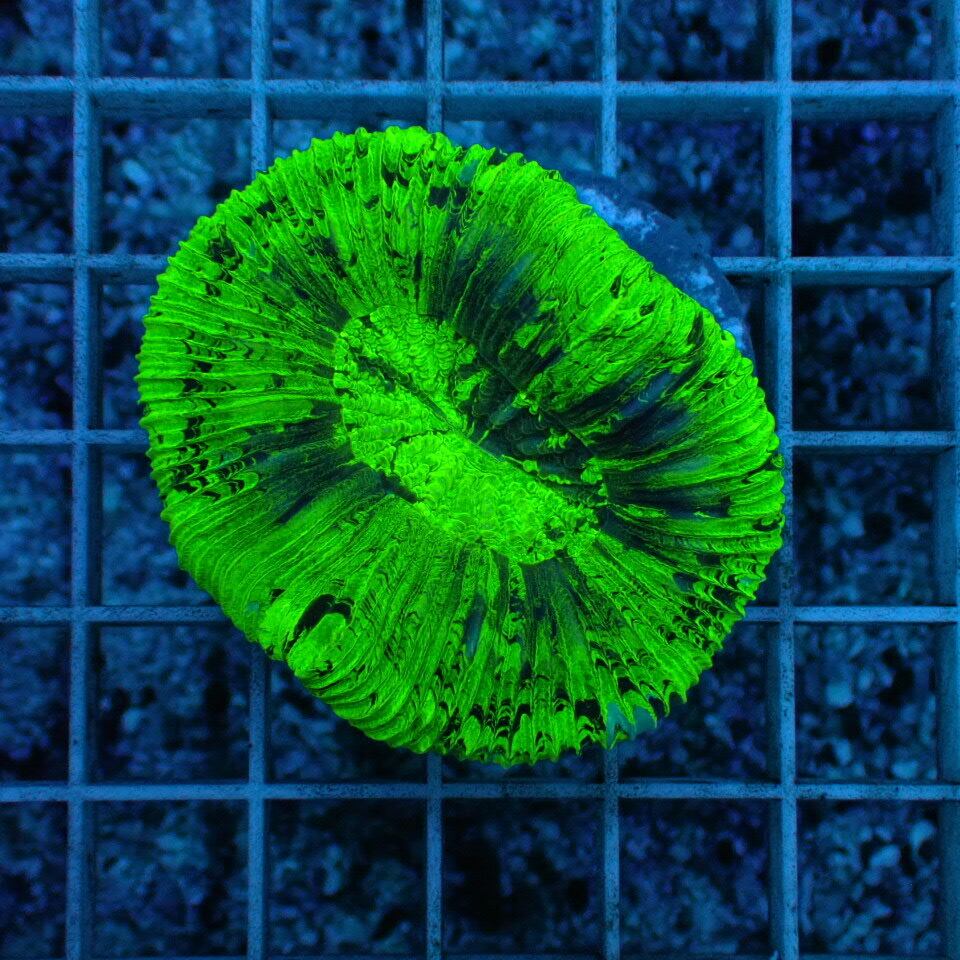 オオバナ / ブレインコーラル | HOUSE REEF(ハウスリーフ)サンゴ