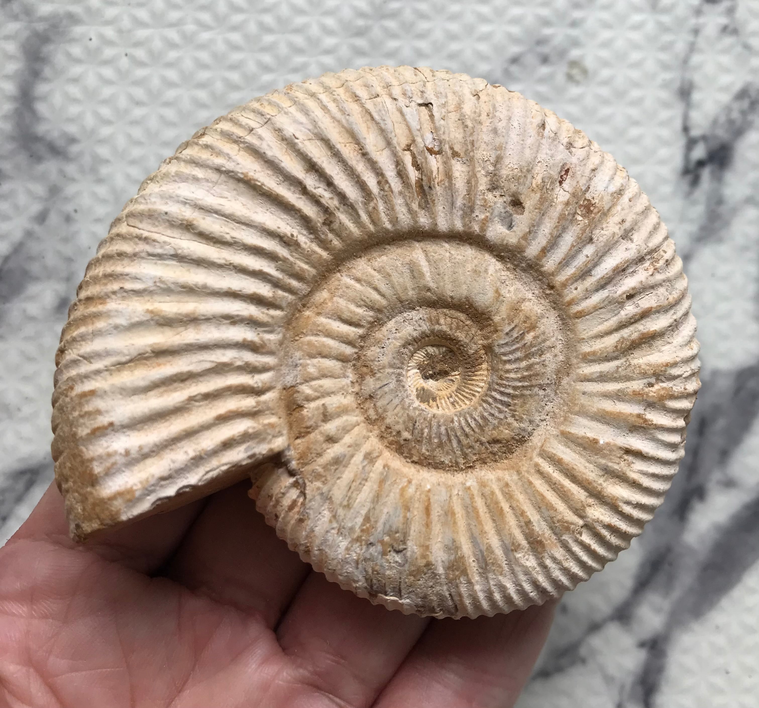 マダガスカル産 褐色アンモナイト-白ペリスフィンクテス未研磨中個体