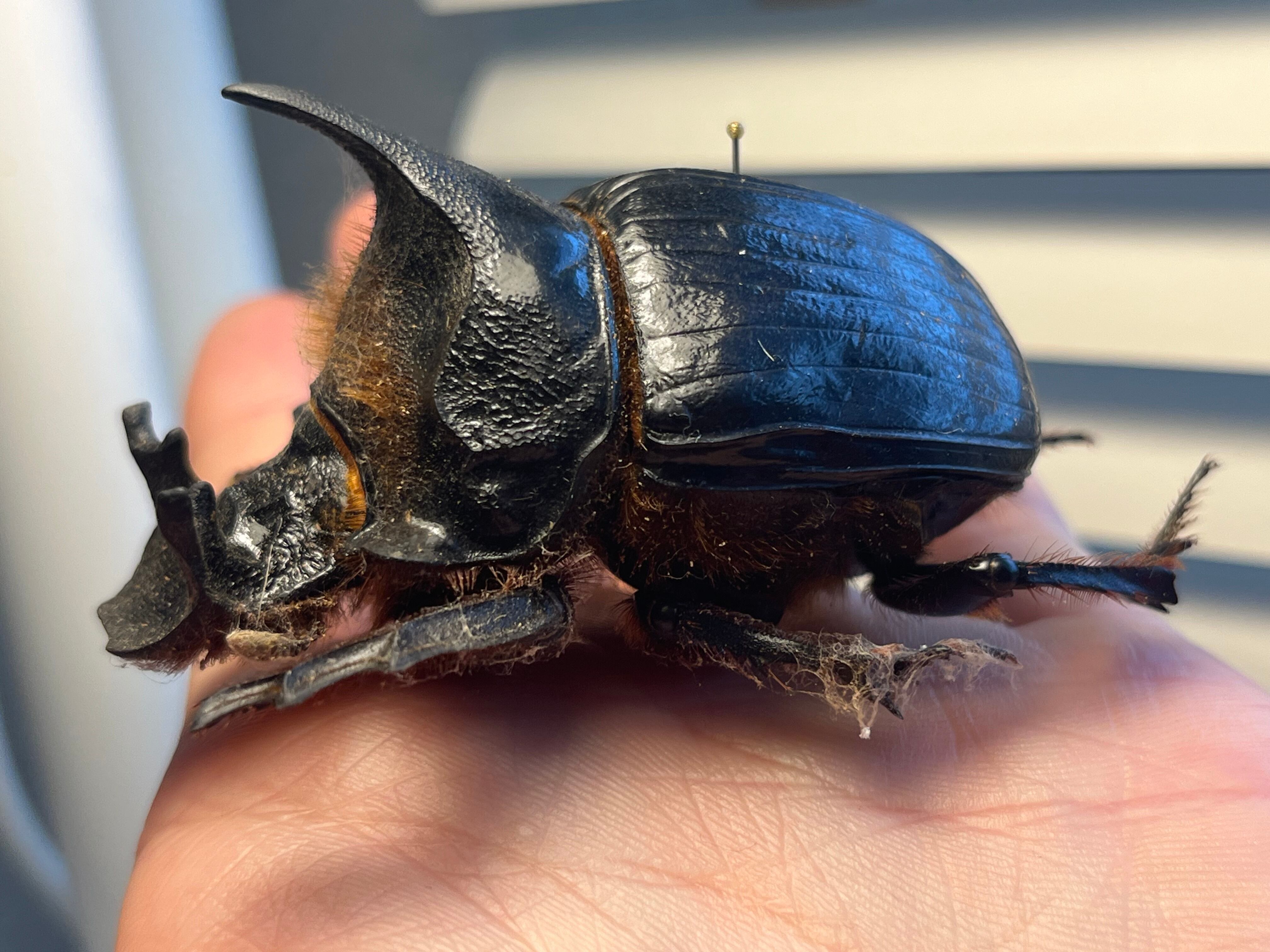 糞虫最大種】テイオウナンバンダイコクコガネムシ ♂65mm フンチュウ