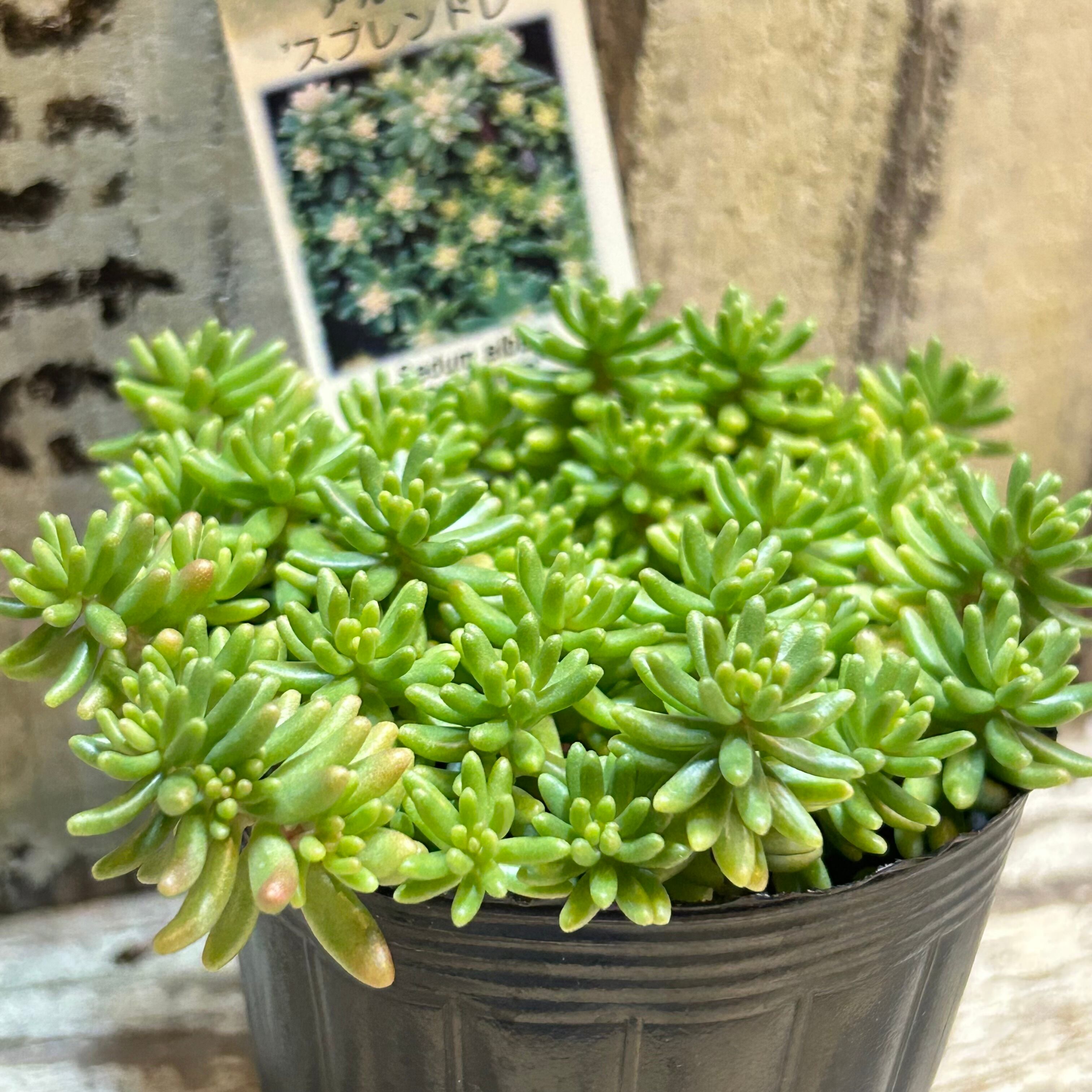 スプレンドレ セダム | RuPo 多肉植物専門店