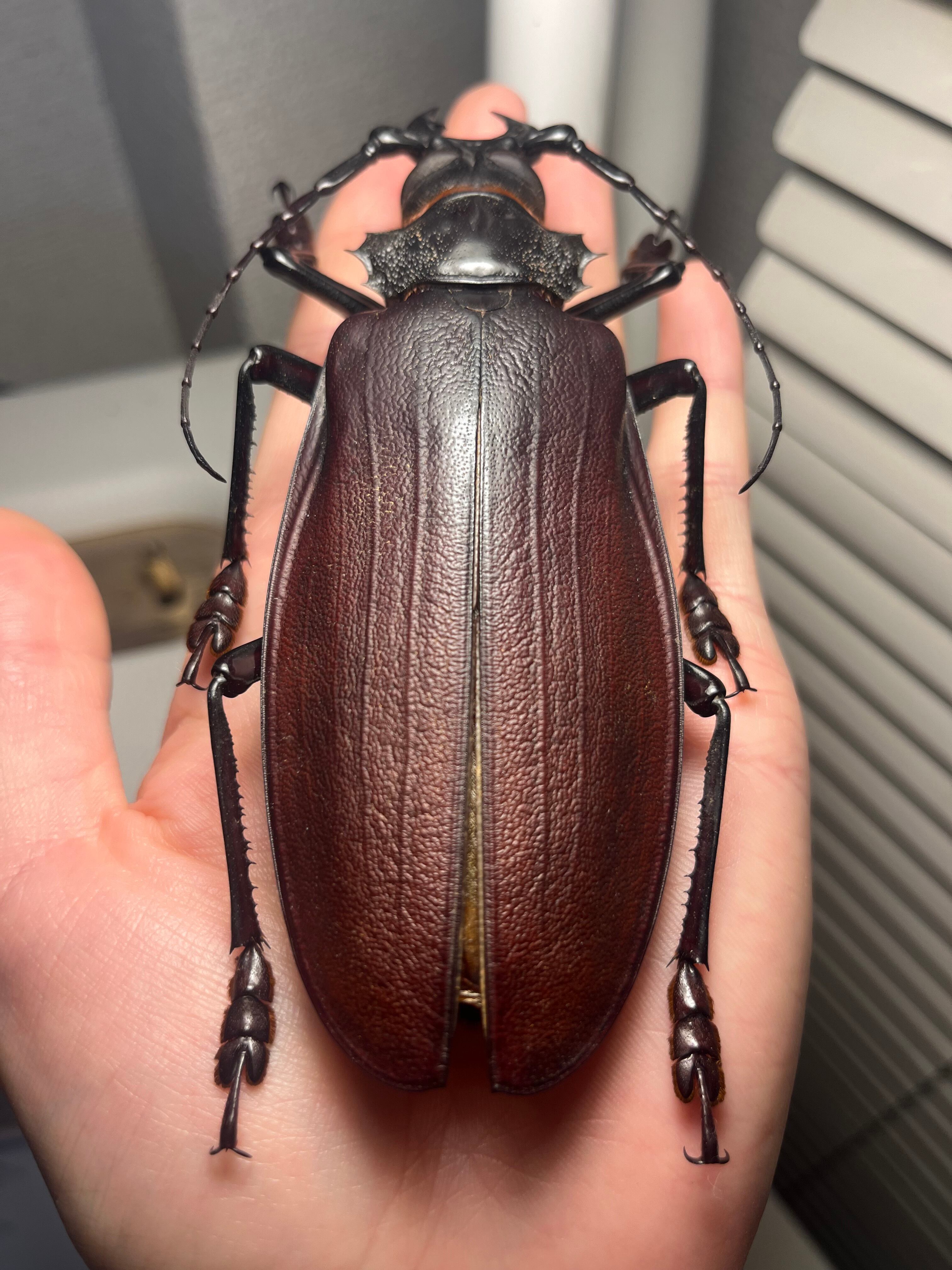 131mm】タイタンオオウスバカミキリ カブトムシクワガタハナムグリ