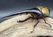 《ヘラクレス・ヘラクレス 153.5mm ペア》