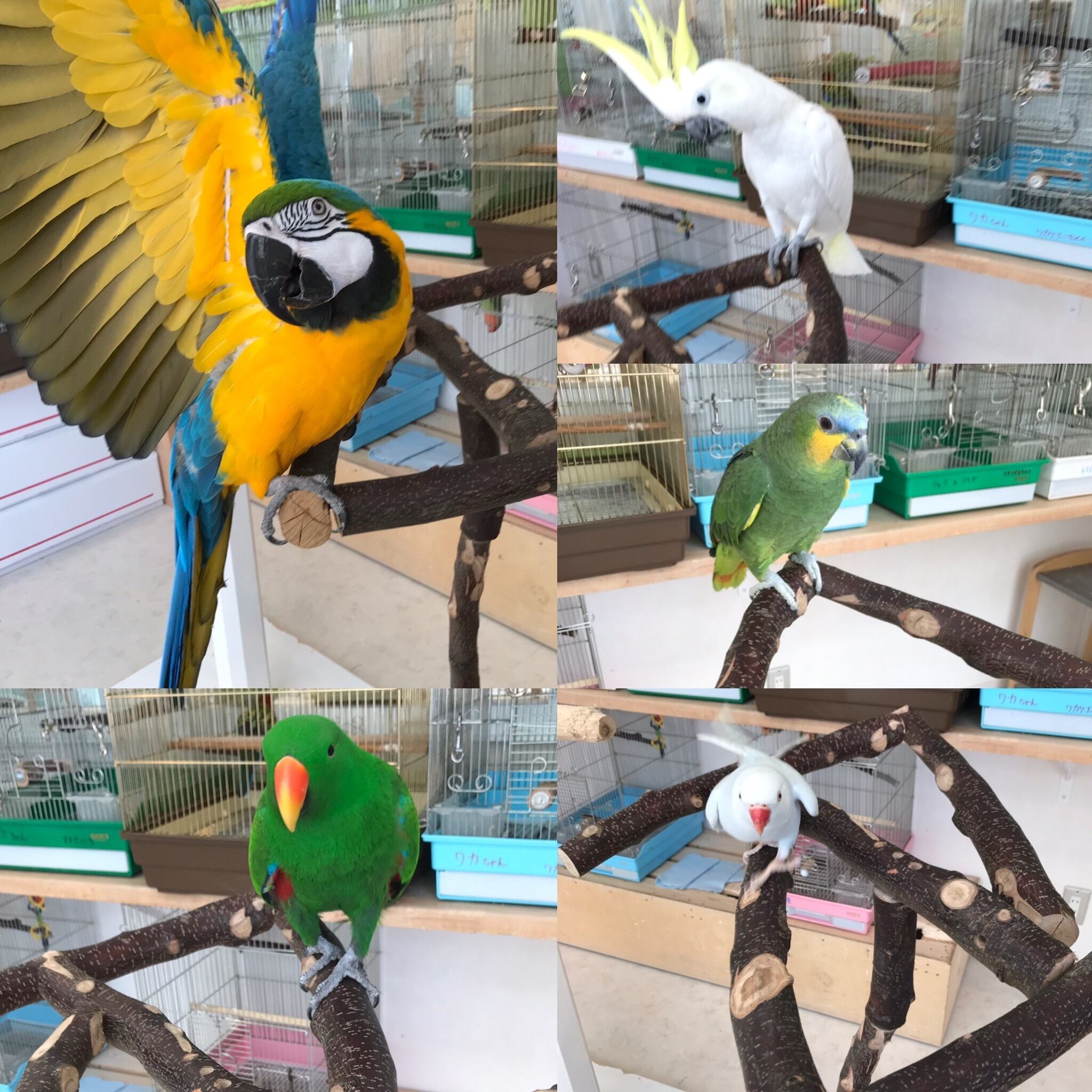 ジャワツリー バードジム 卓上 バードスタンド 鳥 インコ 【公式通販】