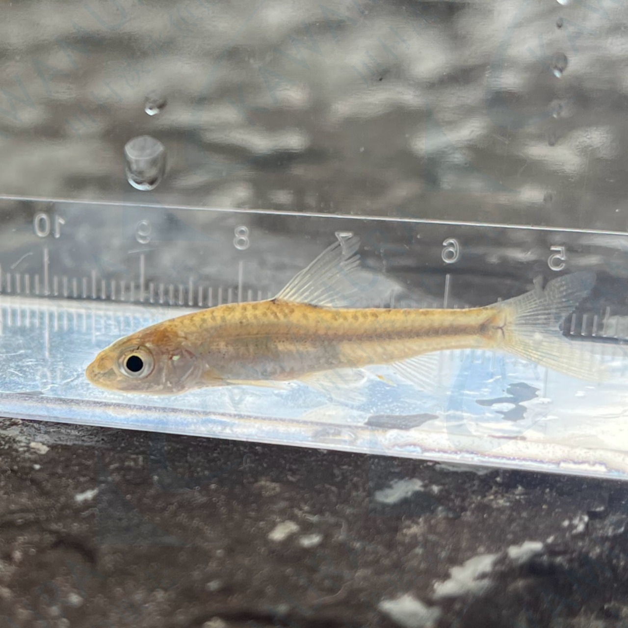 ※セット販売※（淡水魚）イトモロコ（3匹）【生体】