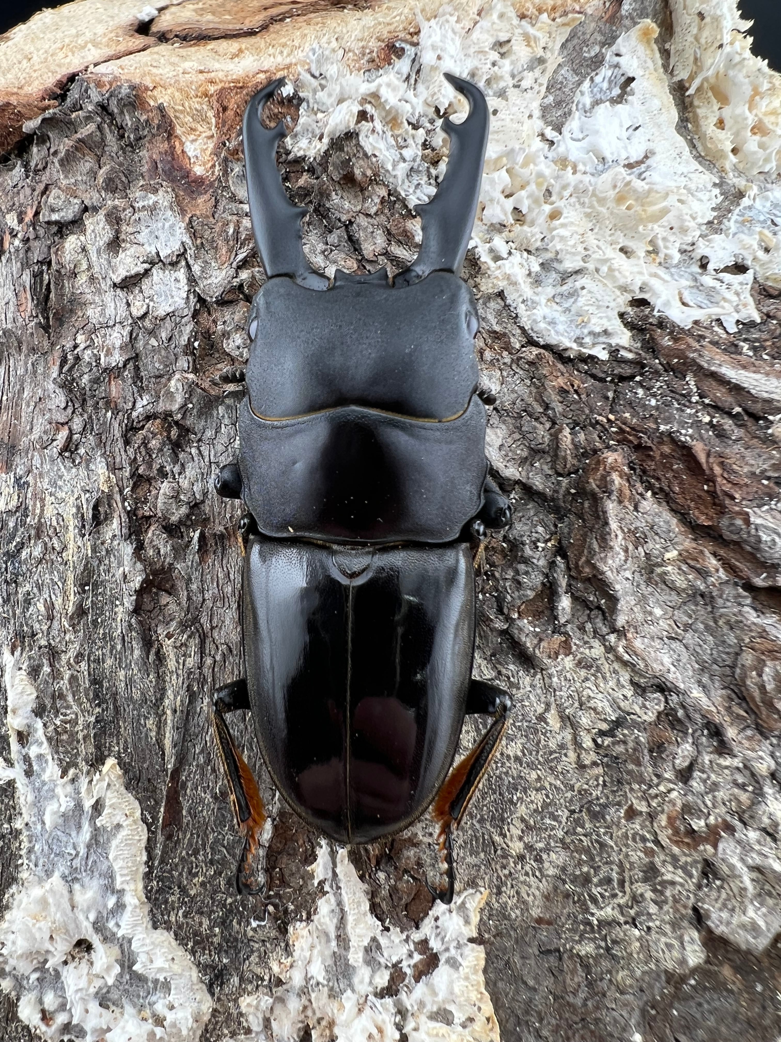 大型《タウネスヒラタ 54mm ペア》りゅう氏委託個体 | KPW公式