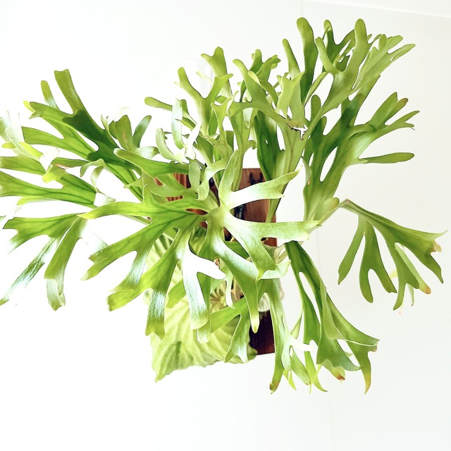 Platycerium ridleyi（ビカクシダ・リドレイ）板付け仕様 【現品販売】
