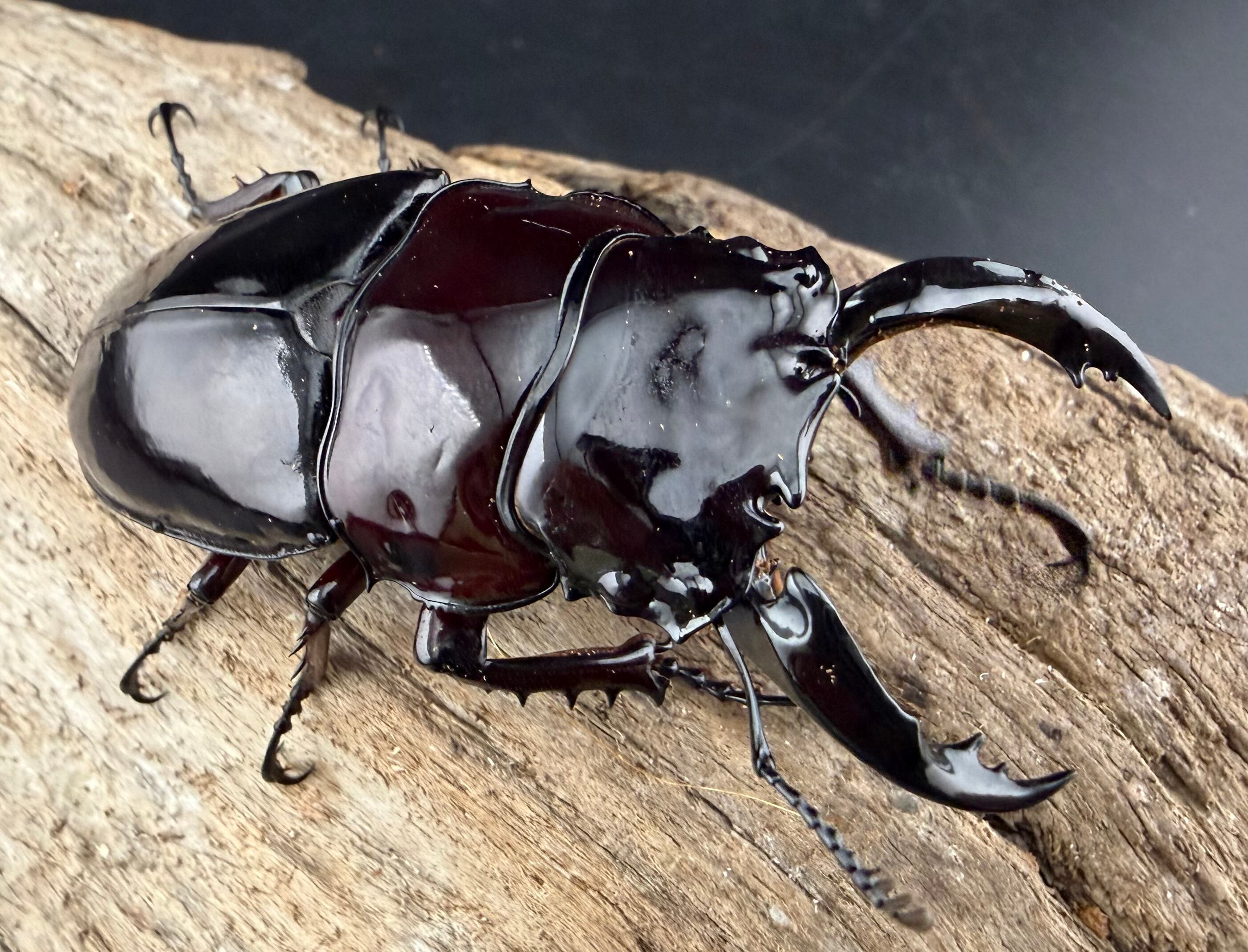 赤レギウスオオツヤクワガタ 70mm ♂単》 | KPW公式オンラインショップ