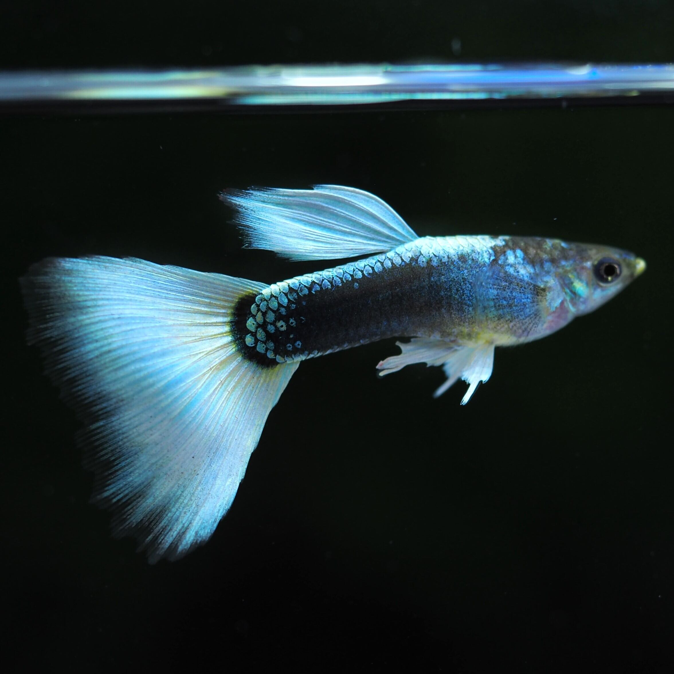 ドイツイエロータキシードリボン 若魚1カルテット | 伊豆グッピーファーム ドイツイエロータキシードリボン 若魚1カルテット | 伊豆グッピーファーム