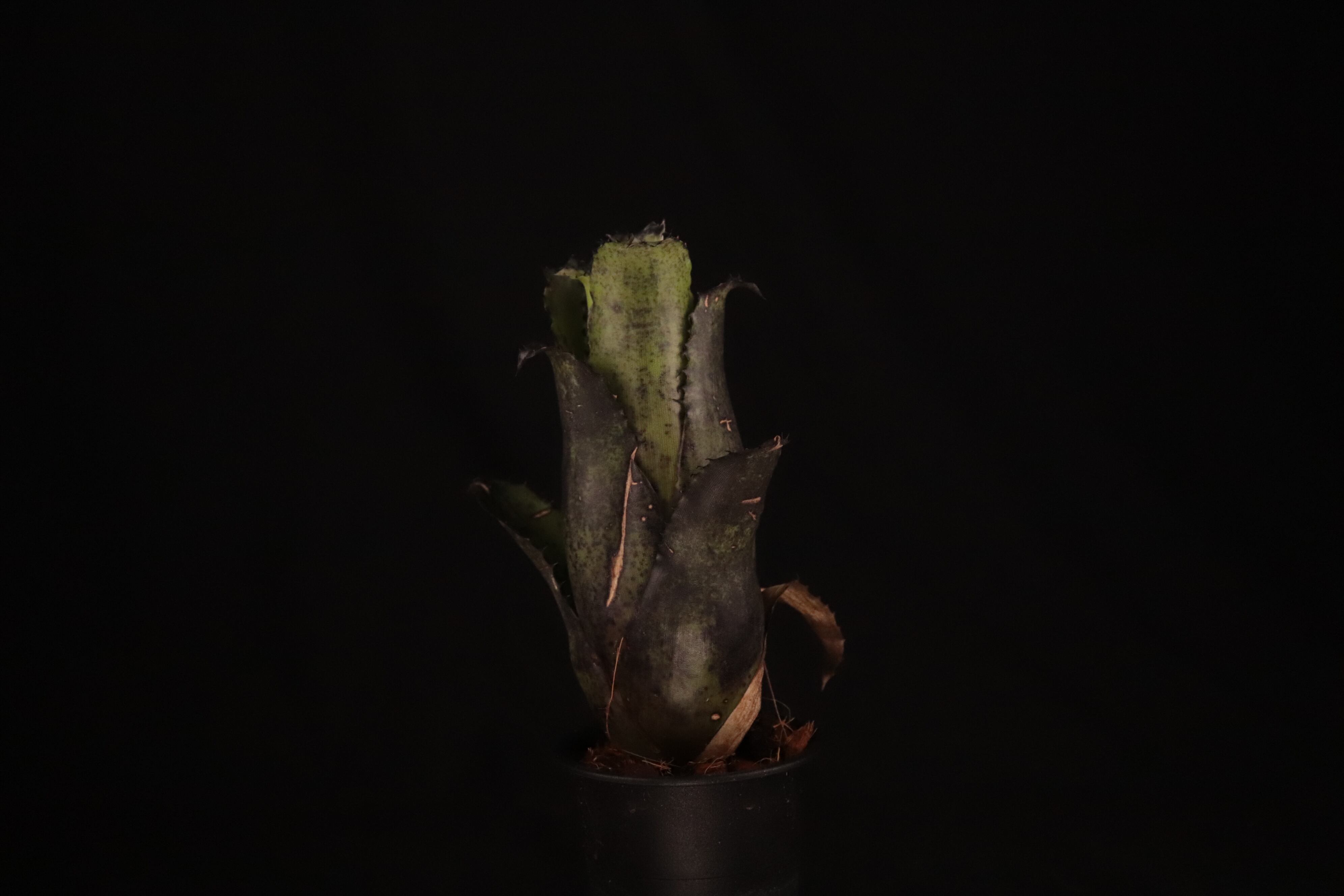 送料無料】Hohenbergia leopoldo-horstii (Special Spine