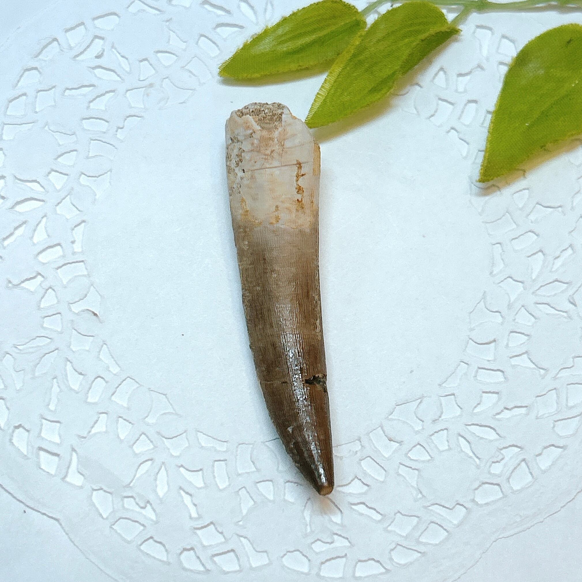 17913】プレシオサウルス 歯化石 Plesiosaurus tooth | クリスタル