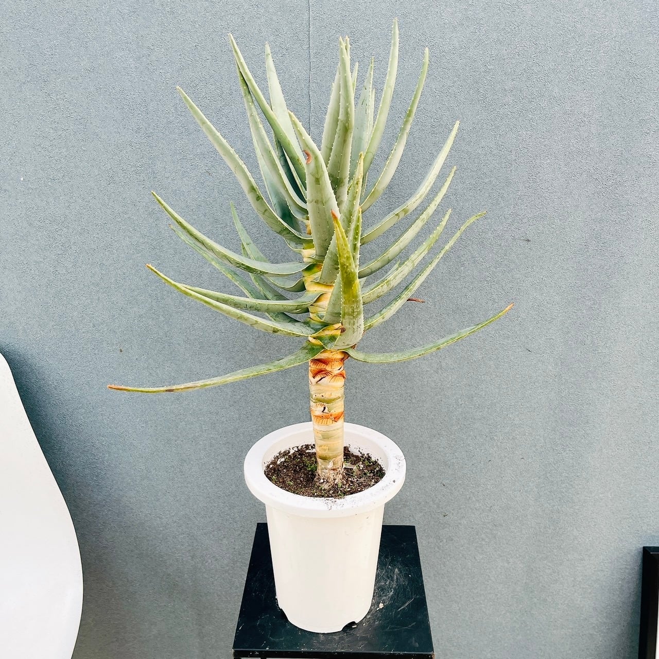 現品］63番 創樹 オリーブ ネバディロブランコ 7号 観葉植物 屋外