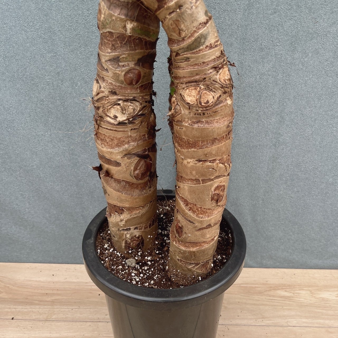 現品］【希少】H クワズイモ 8号 観葉植物 室内 大型 綺麗 おしゃれ