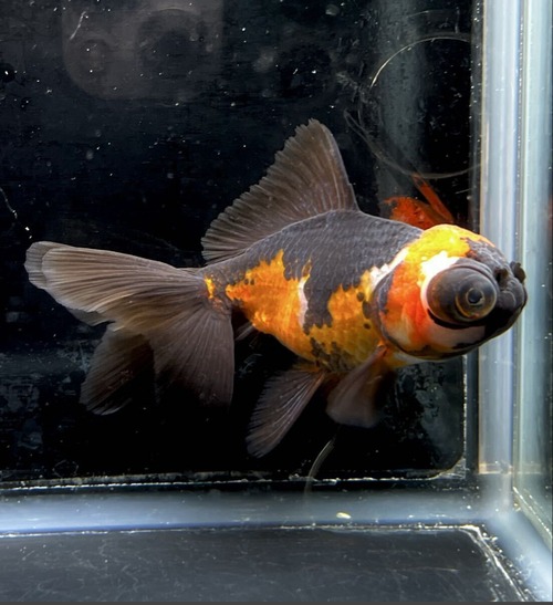 中国便 赤黒 竜眼 オランダ トリカラー系 現物個体 美柄 約10cm No2