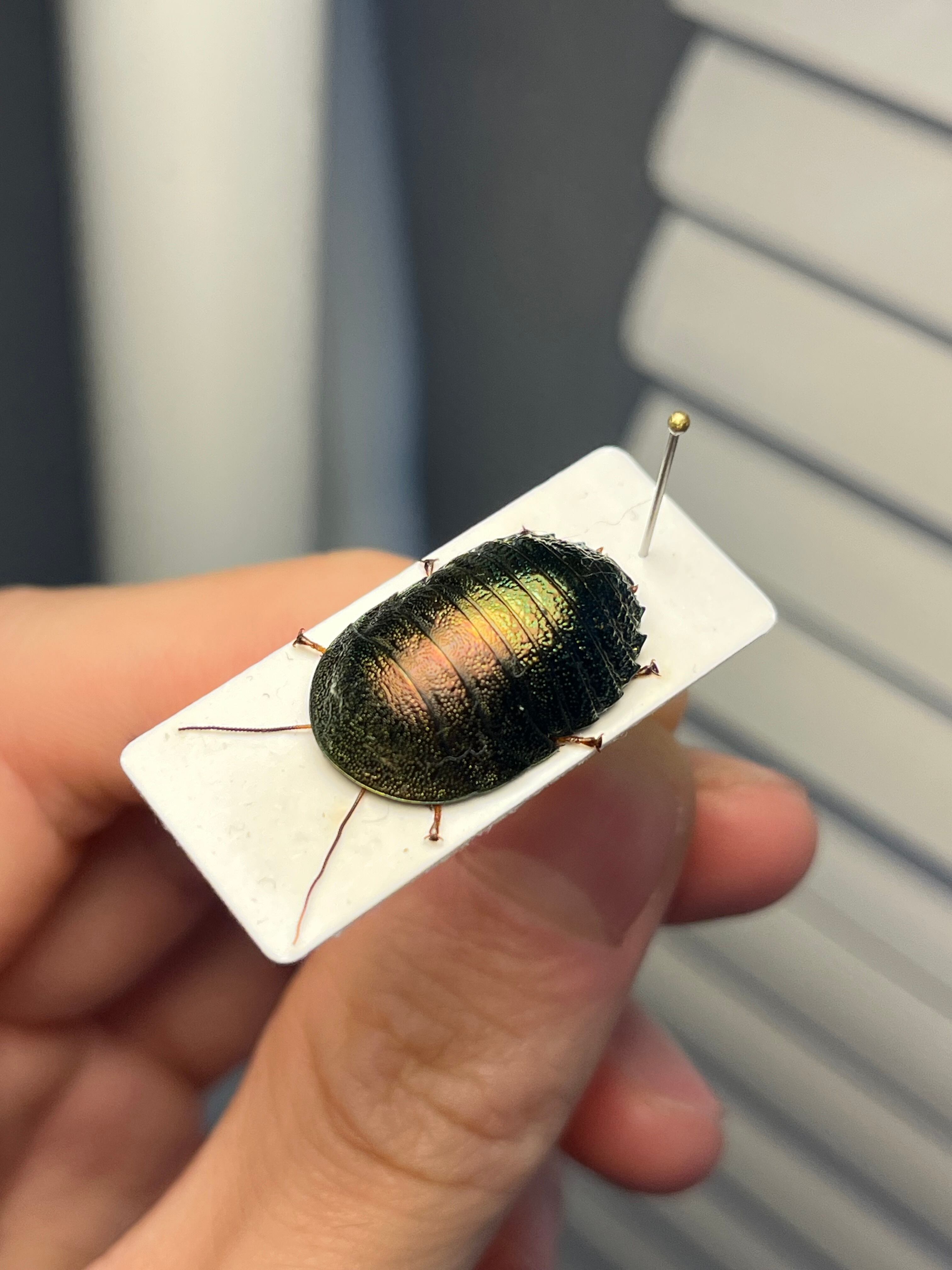 蜚開翅】ブラベルスギガンテウス ゴキブリの標本 レッドローチデュビア