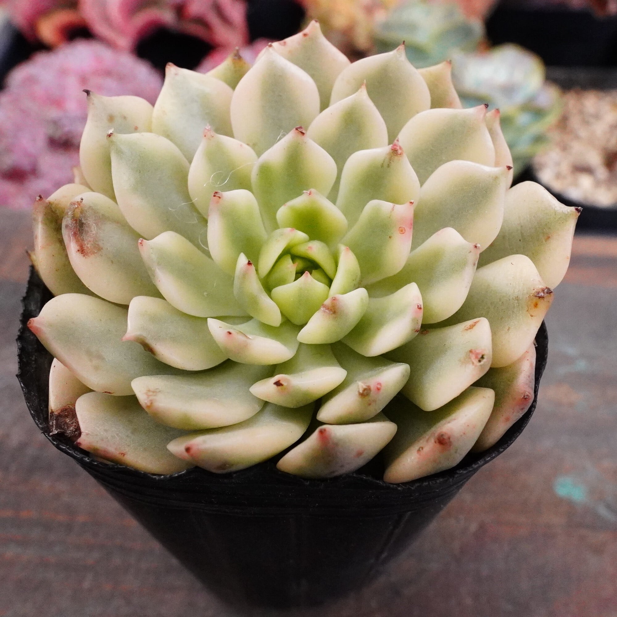 多肉植物 韓国 エケベリア 10-3221ゴーストバスト20個