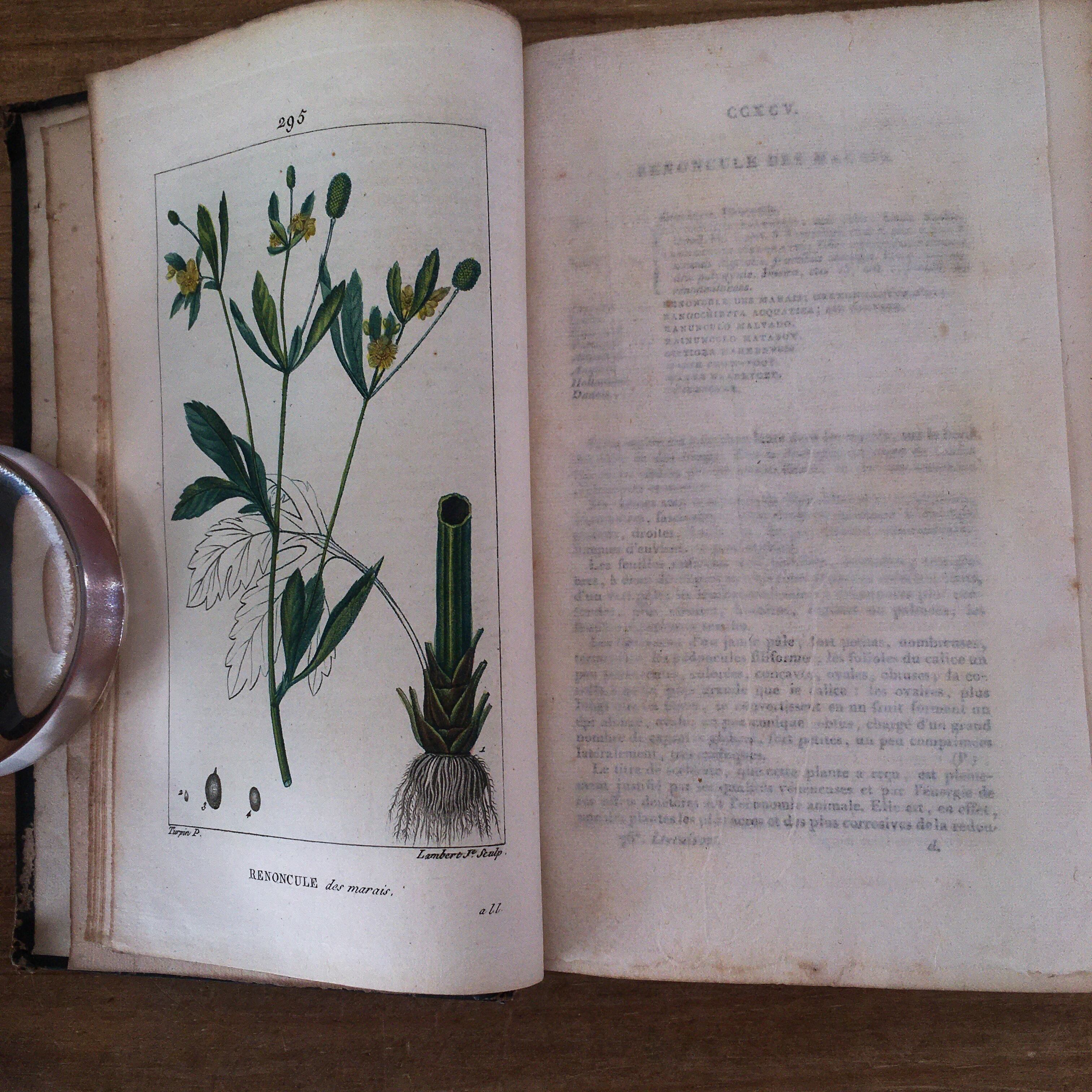 ショームトン 薬用植物辞典 Flore Medicale Vol 8 アンティーク テュルパン フランス ボタニカル 図譜 手彩色図版28葉 植物図鑑 Sale 94 Off Flore