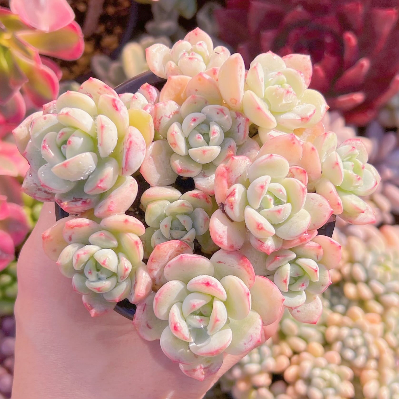 現品　バニラビス#A73　るる農園