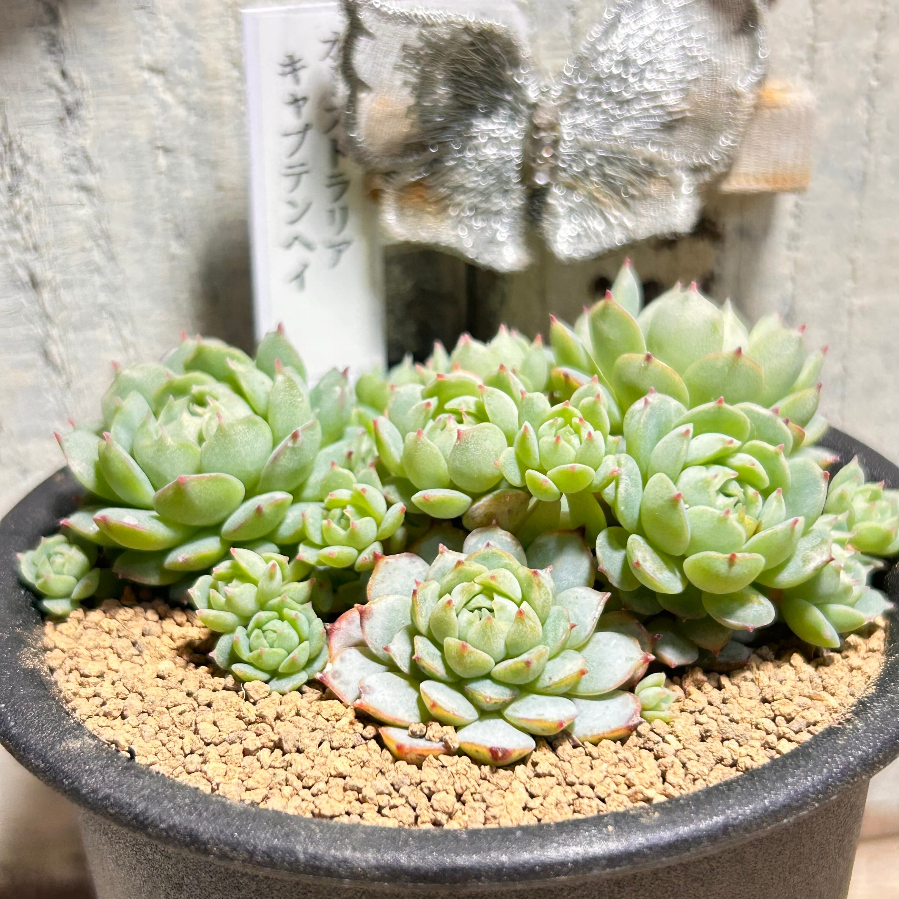キャプテンヘイ❣️現品 ❣️オーストラリア エケベリア の落札相場 (観葉植物) 「キャプテン」サボテン - Yahoo!オークション 多肉植物 多肉弁当 寄せ植え エケベリア・セダム