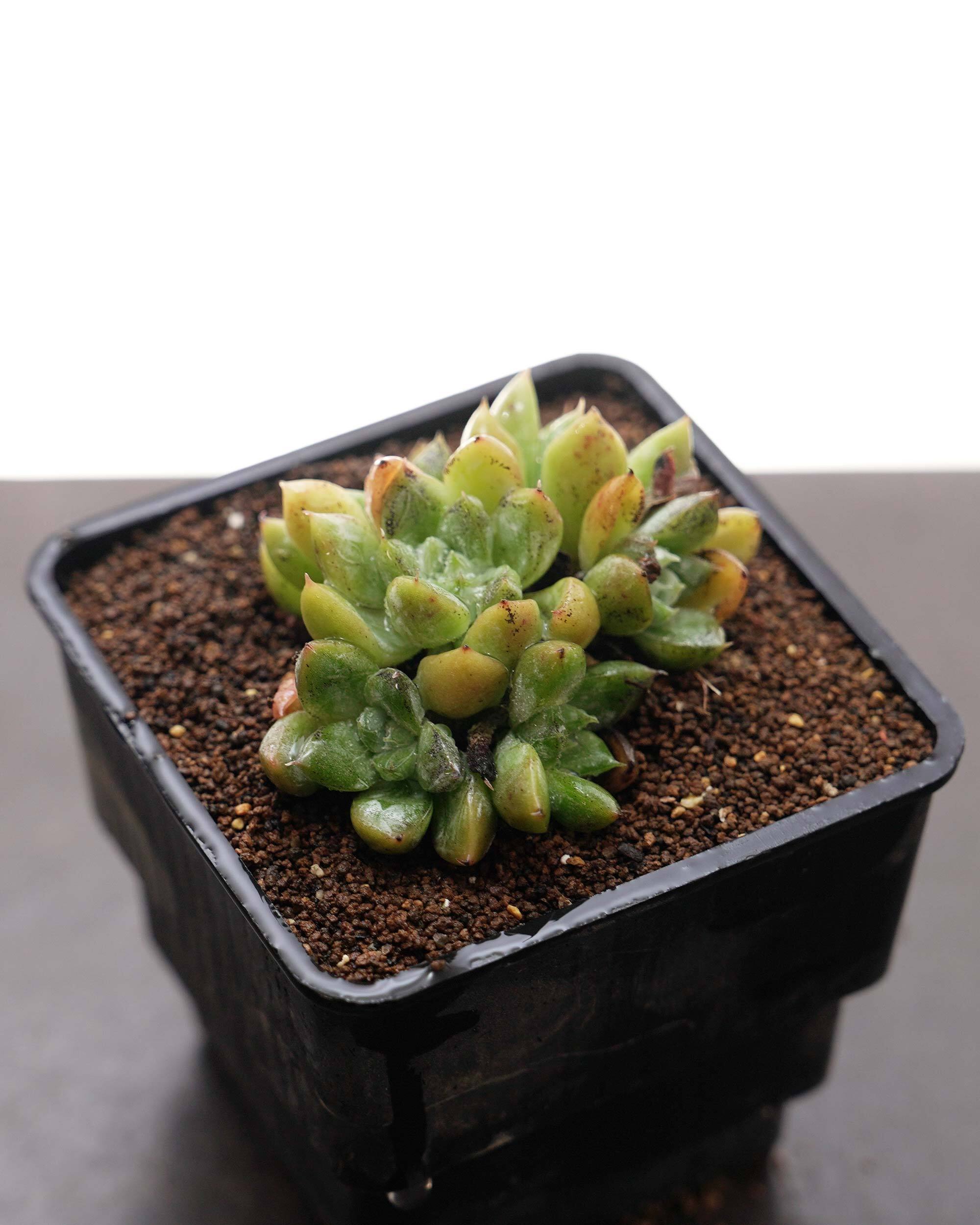 多肉　エルサ　③　抜き苗 抜き苗 エルサ Echeveria 'Elsa' | PUKUBOOK SUCCULENTS