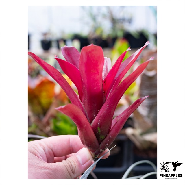 Neoregelia 'Super Fireball'