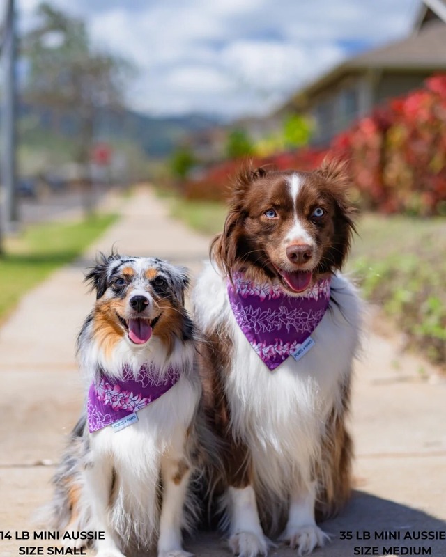 【PORTS+PAWS】Quick Dry Bandana ORCHID LEI