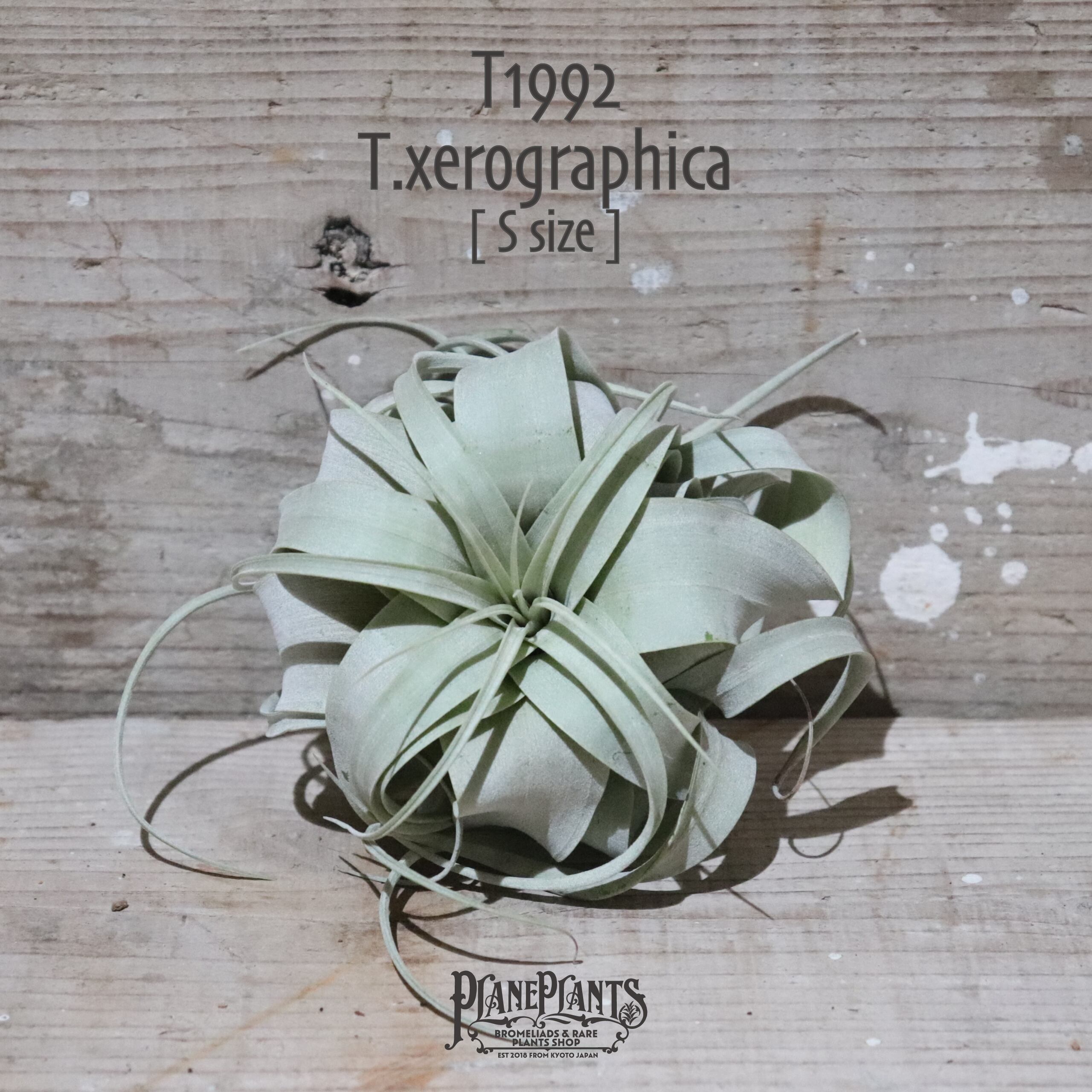 【送料無料】キセログラフィカ S〔エアプランツ〕現品発送T1992