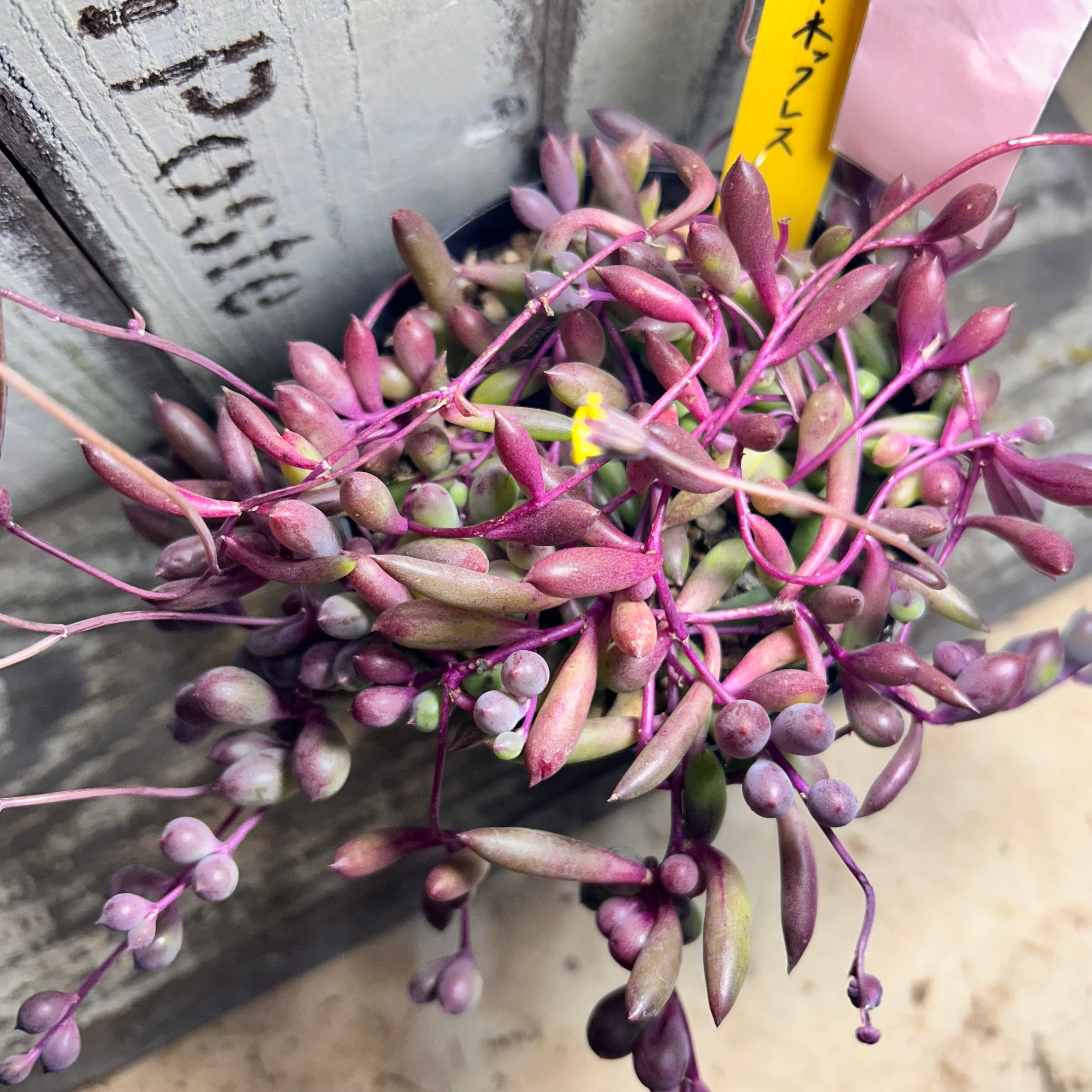 マジックフルート | RuPo 多肉植物専門店