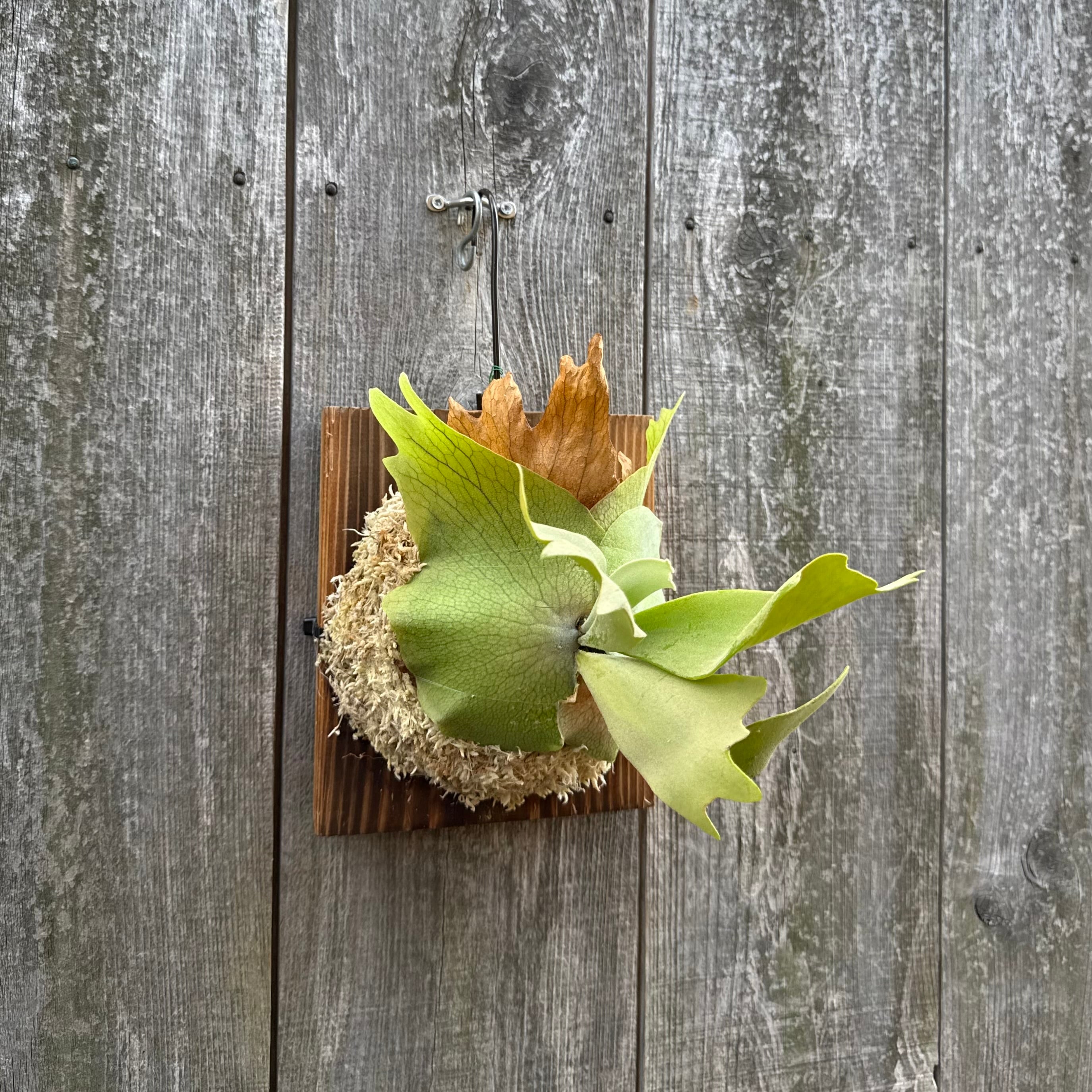 P. willinckii cv. North Star Sporeling select | naturefix