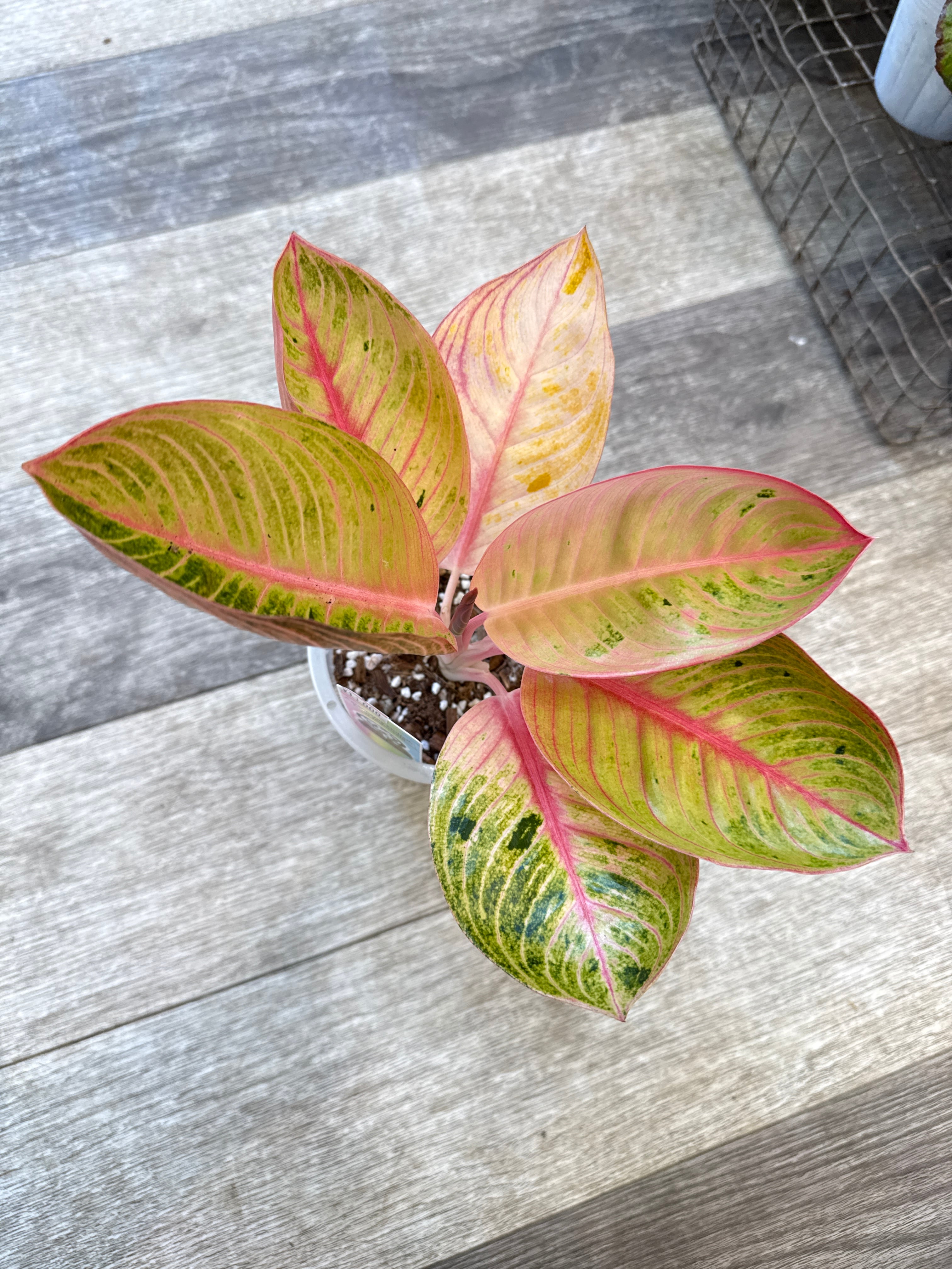 Aglaonema Medusa カテゴリー 【公式通販】