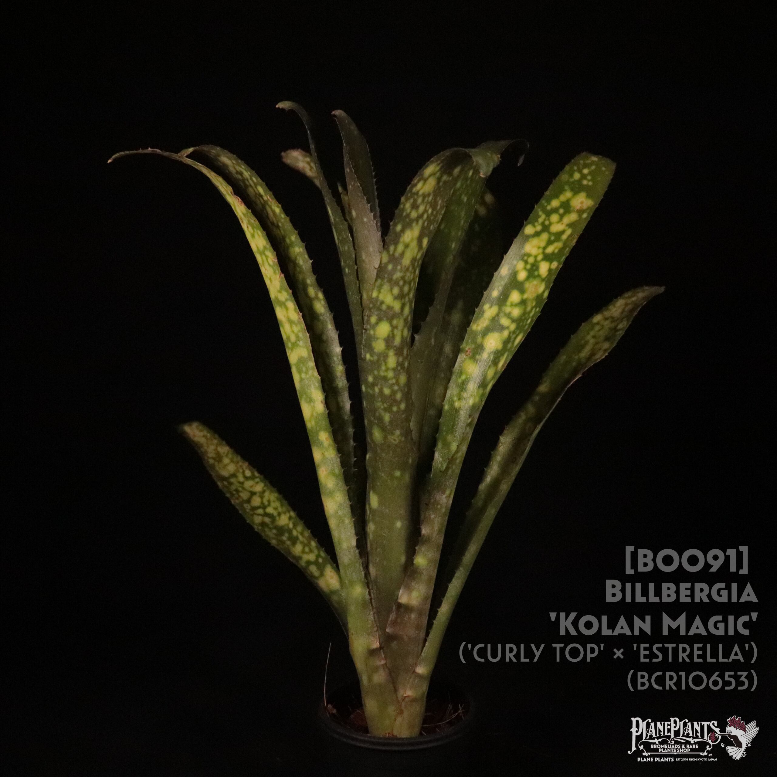 送料無料】Billbergia 'Kolan Magic'〔ビルベルギア〕現品発送B0091