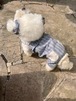 予約【Hi Yeboo】Alice Collection Romper (Blue Stripe)
