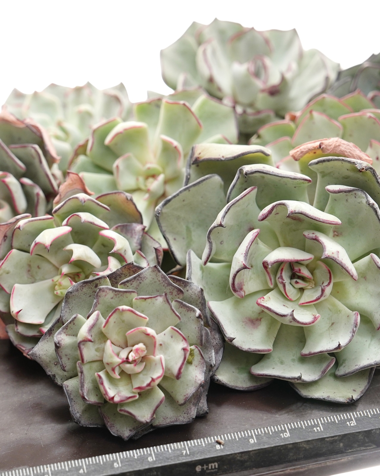 カット苗2 ストリクティフローラ ノバ Echeveria strictiflora Nova