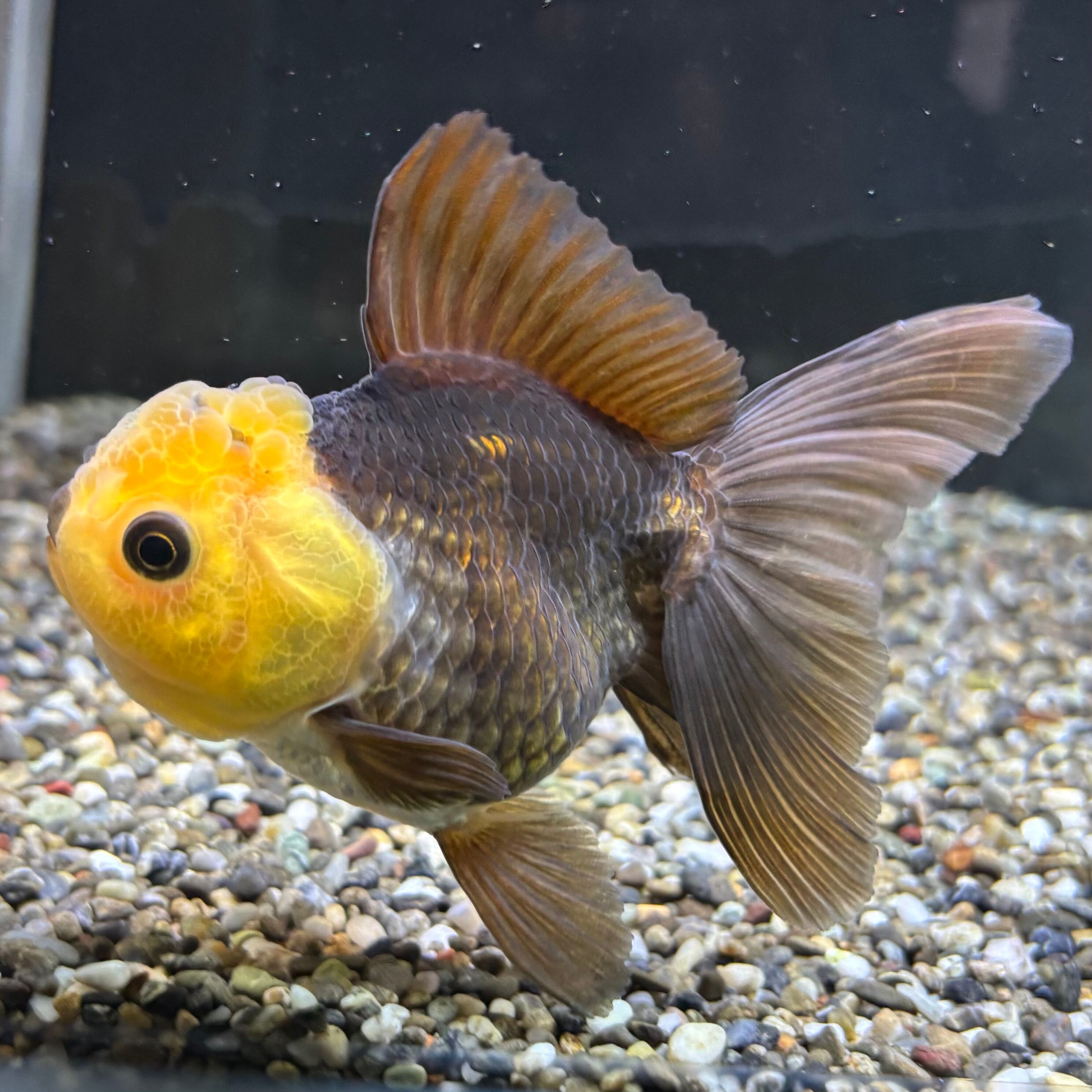 B432.pon2pan2☆オーダー☆犬浴衣☆金魚 B432.pon2pan2☆オーダー☆犬浴衣☆金魚