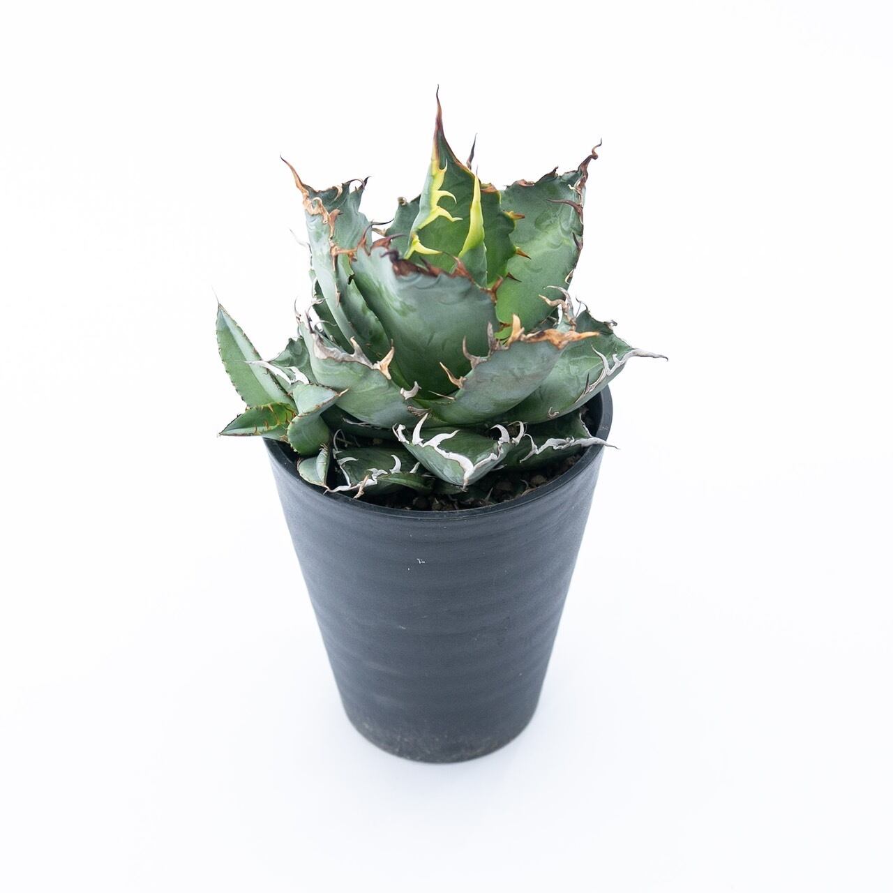 【新着】Agave titanota 【唯一無二の国産実生苗・管理番号anys007】アガベ チタノタ