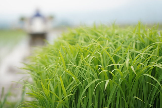 【定期便】【令和5年度】10kg×12回　特別栽培米コシヒカリ※送料込み