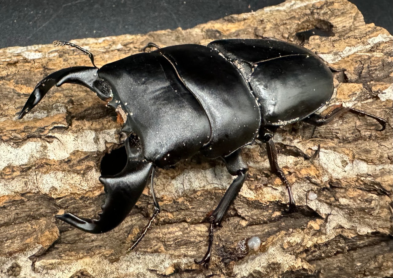 【WD】《ダイオウヒラタ 西ジャワ産 80mm ペア》