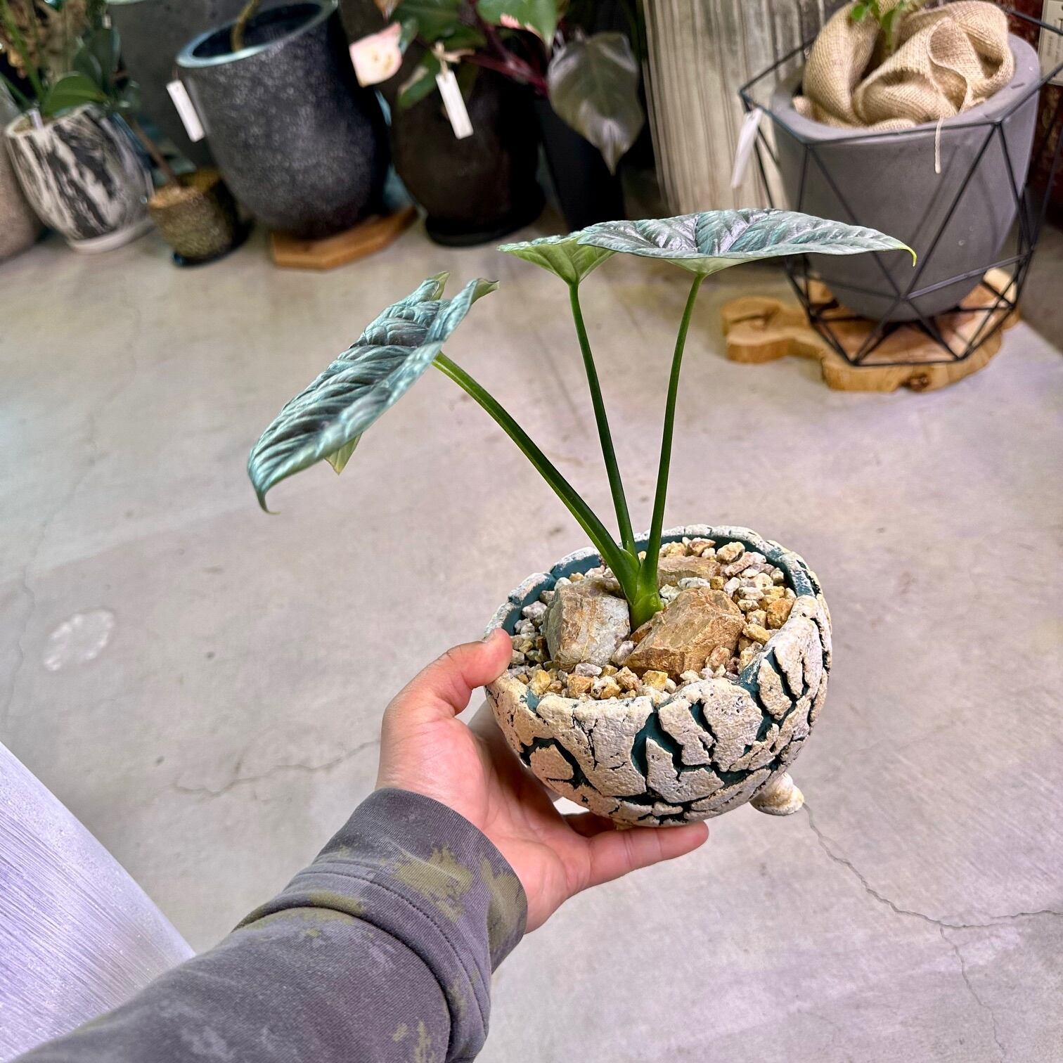 アロカシア シヌアータ 斑入り フルムーン　大株 アロカシア シヌアータ 斑入り フルムーン 大株