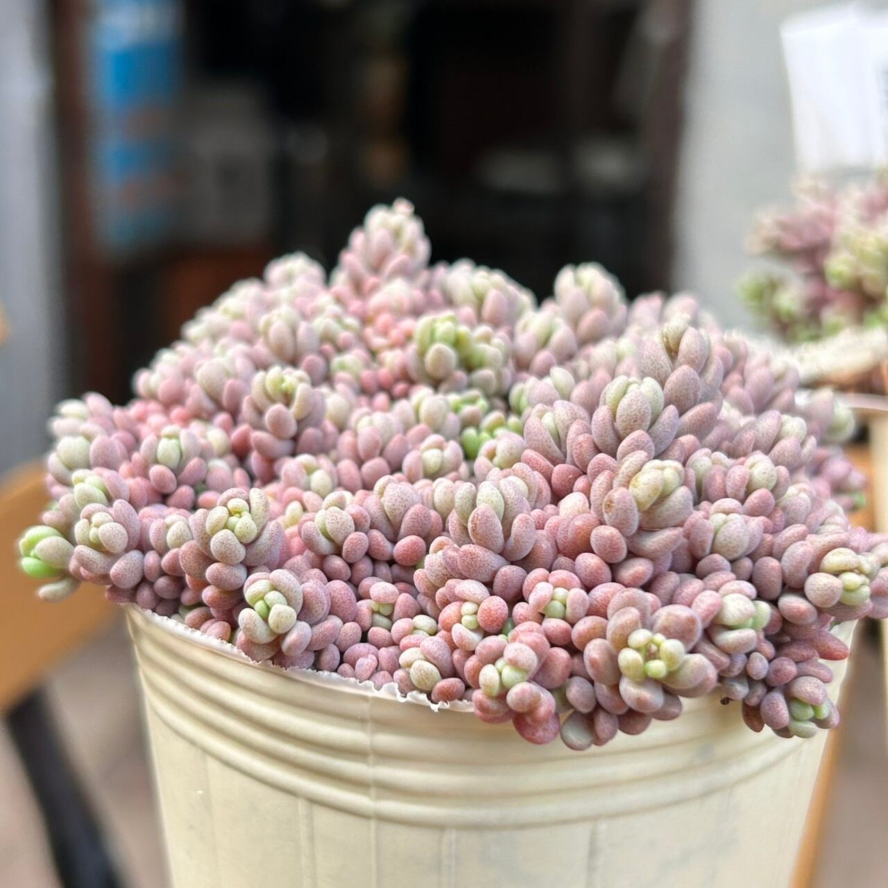 モリモリ♡多肉♡セダム♡パープルヘイズ♡2.5号♡２個セット♡メルカリ便 モリモリ♡多肉♡セダム♡パープルヘイズ♡2.5号♡2個セット