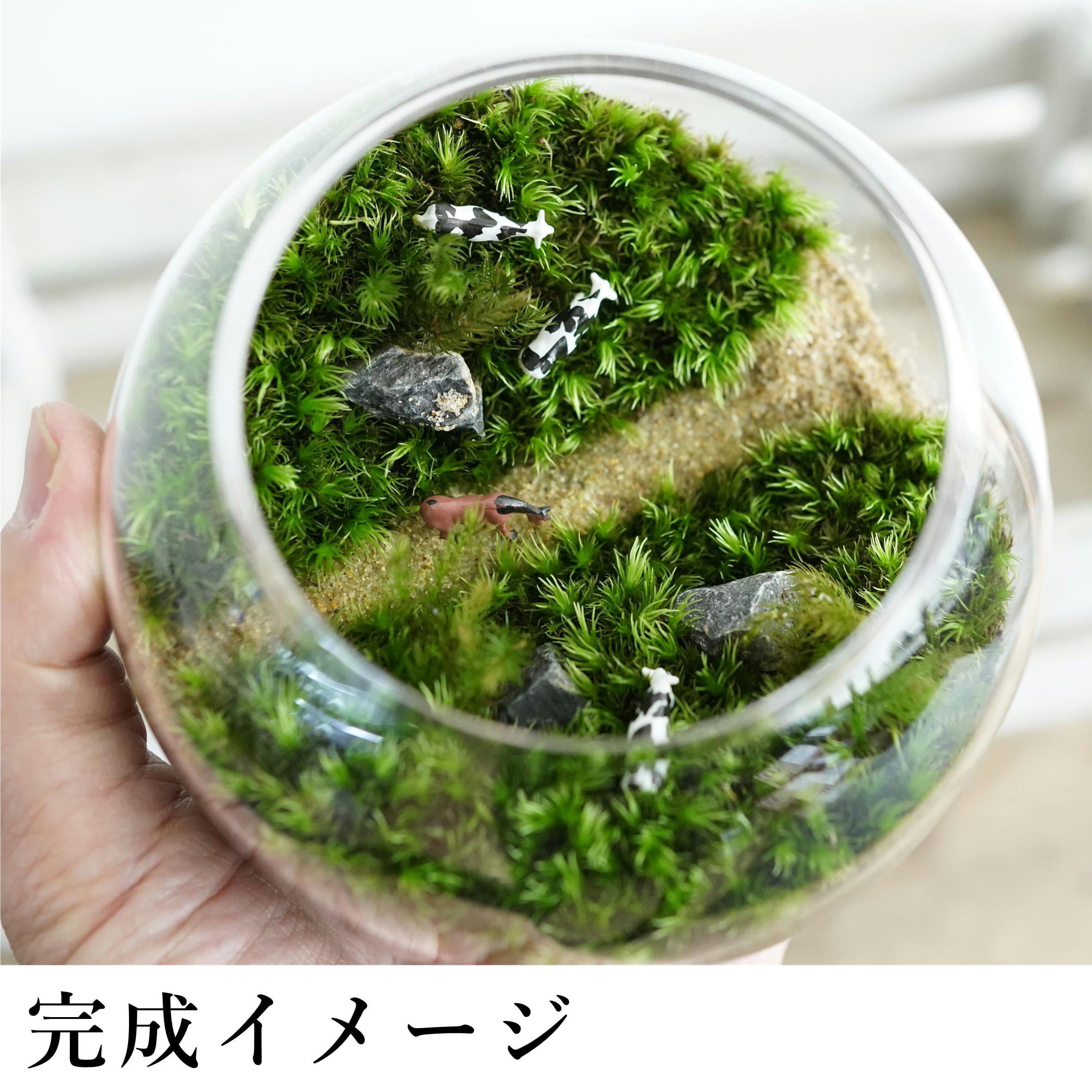 作製キット】牧場苔テラリウム作製キット◇動画解説付き | 苔