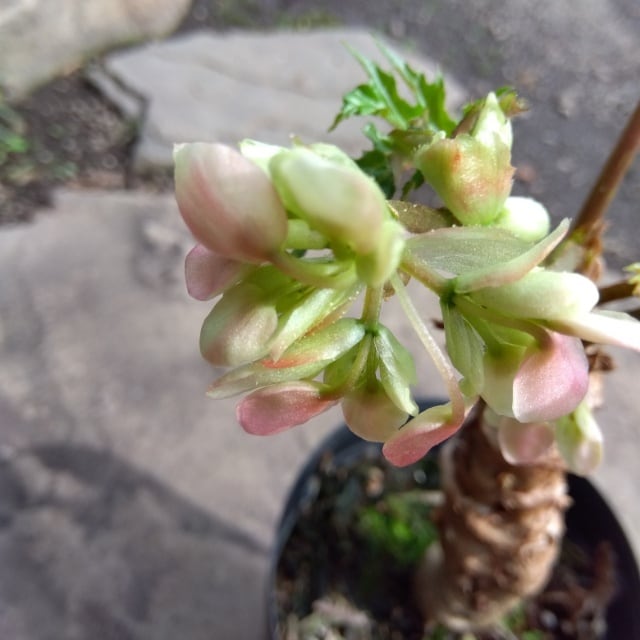 キンギアナム9cmポット苗 | hanazukin（花ずきん） 農家直送の花苗