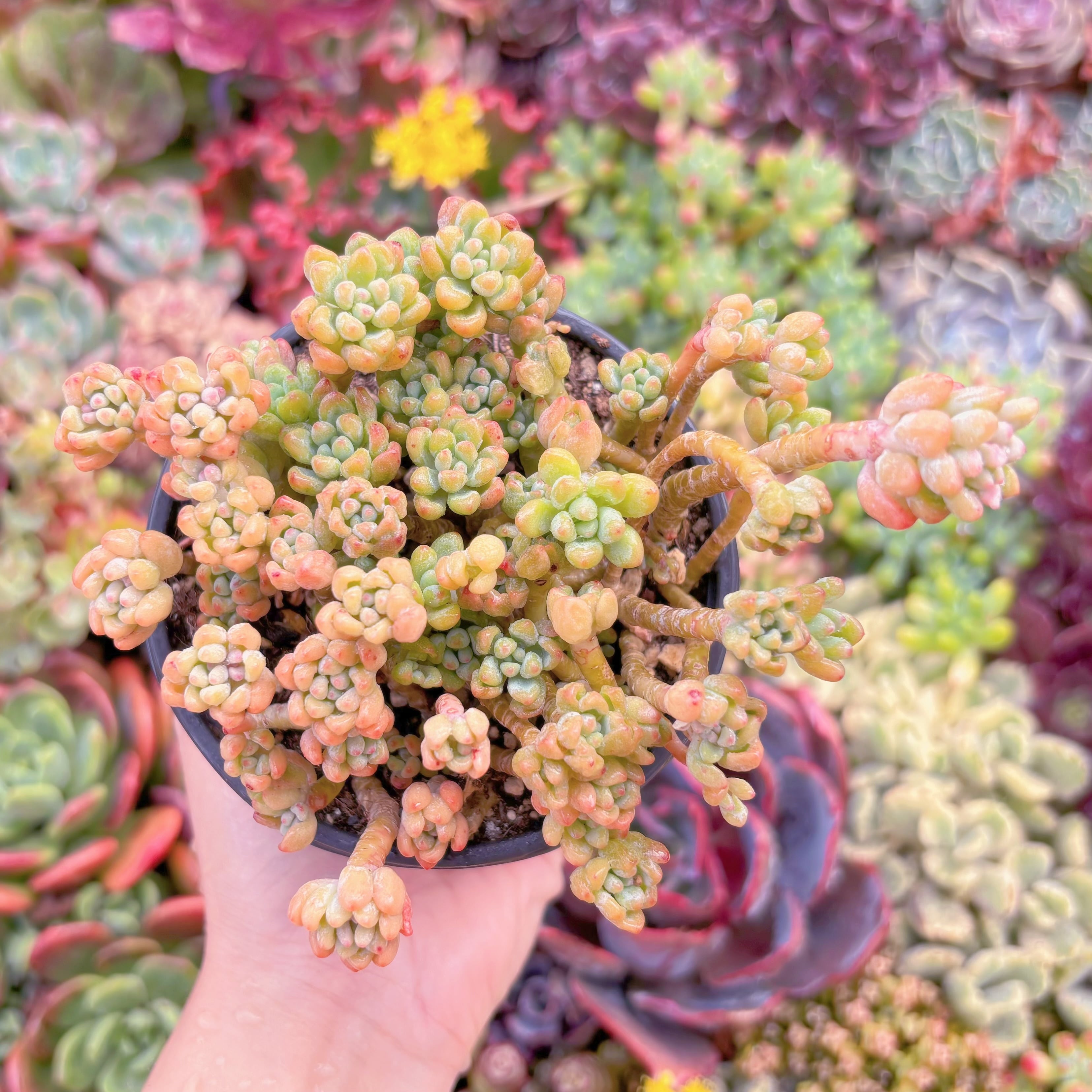 現品　ピンクビーン#M060　るる農園