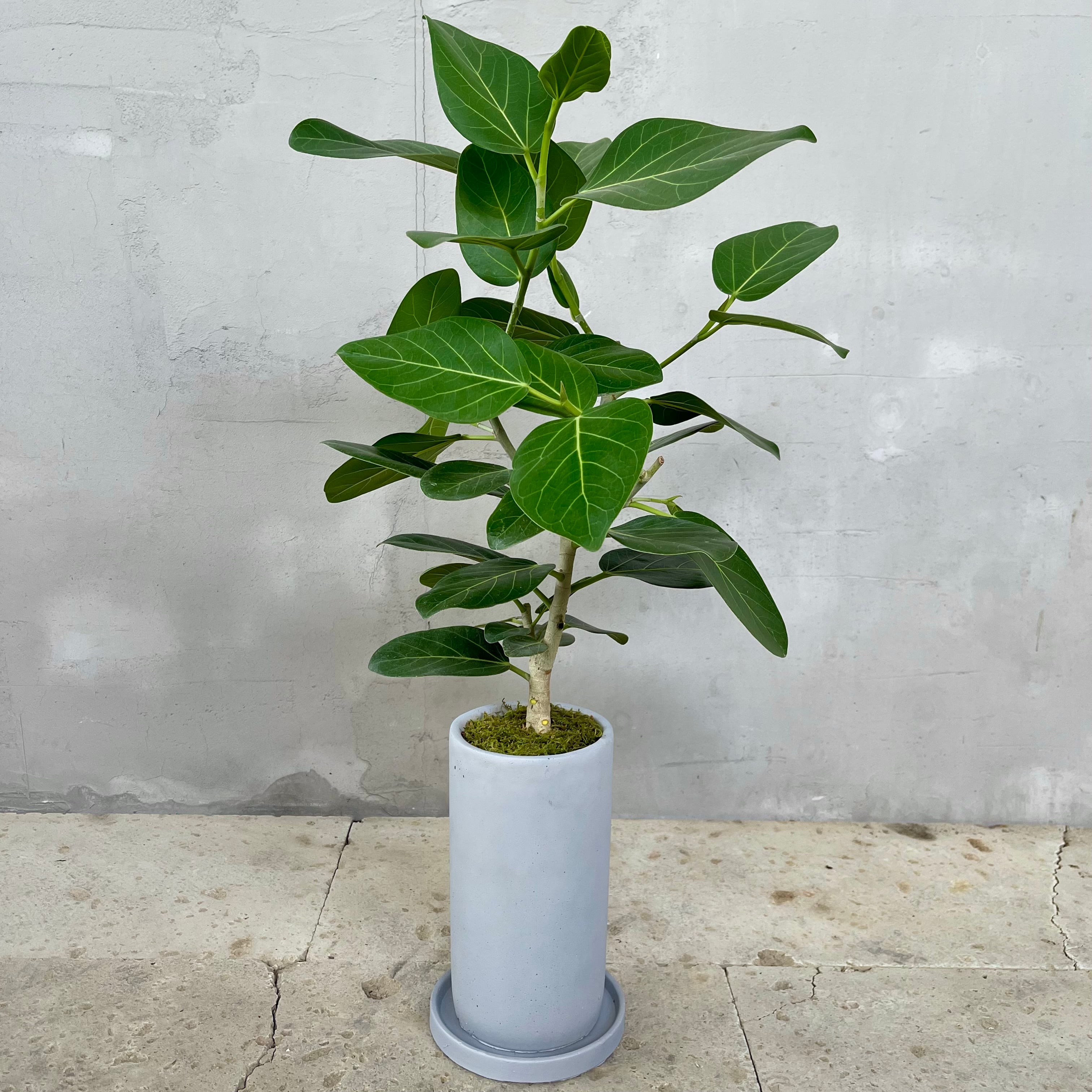 フィカス ベンガレンシス 天然苔盆栽仕立て 陶器鉢 植え込み発送  